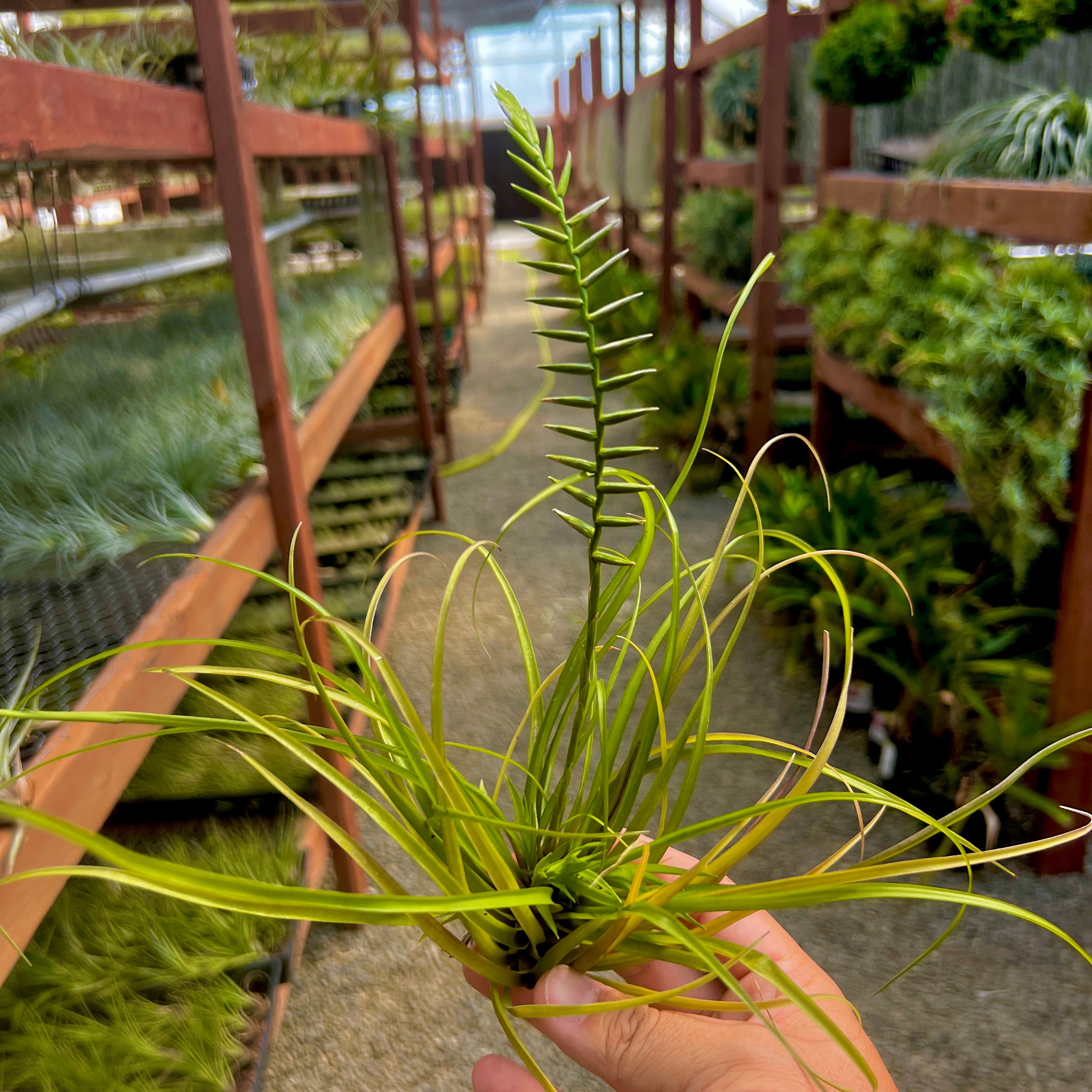 Narthedcoides Air Plant Fragrant Bloom