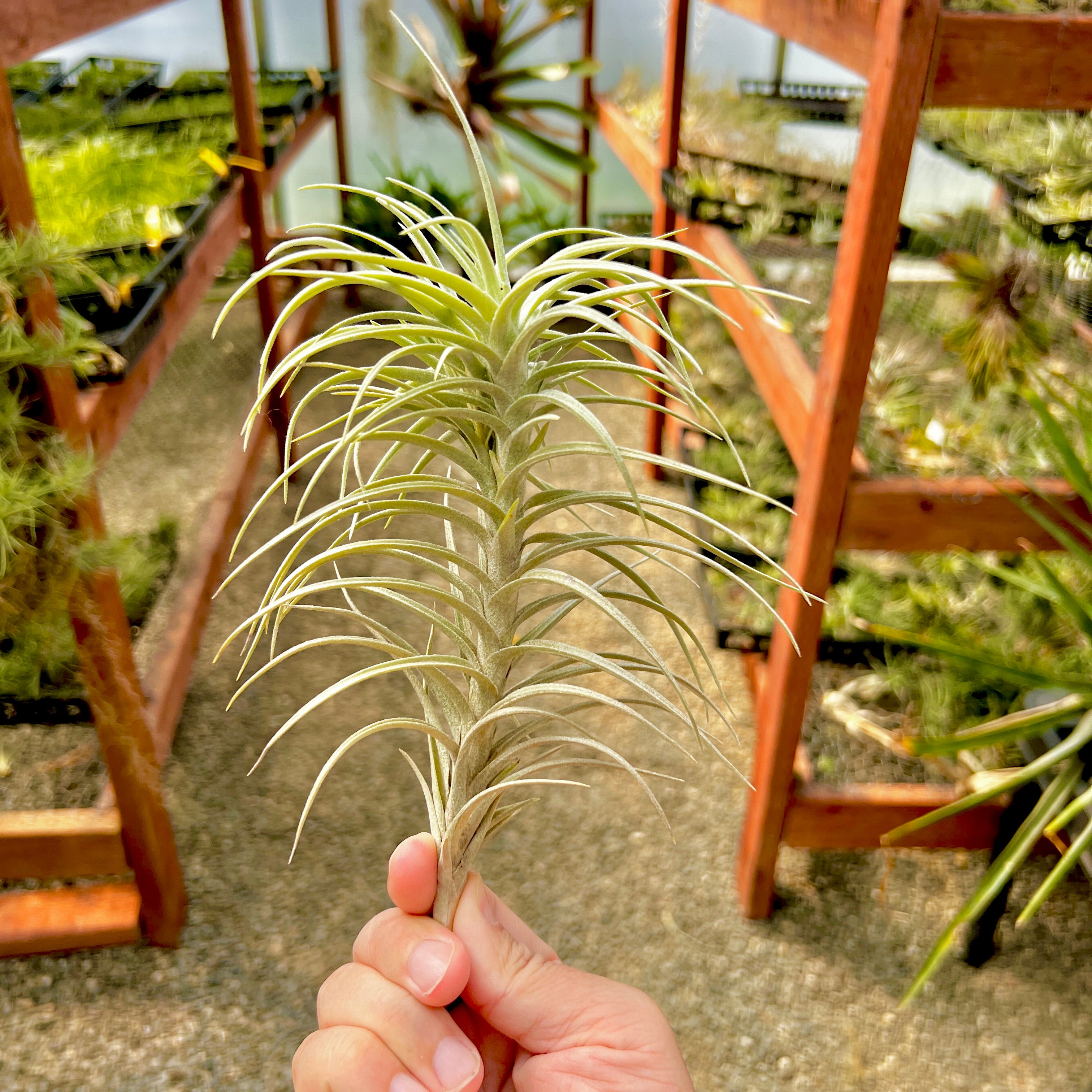 Sweet Isabel (tectorum x paleacea) <br> (SALE!)