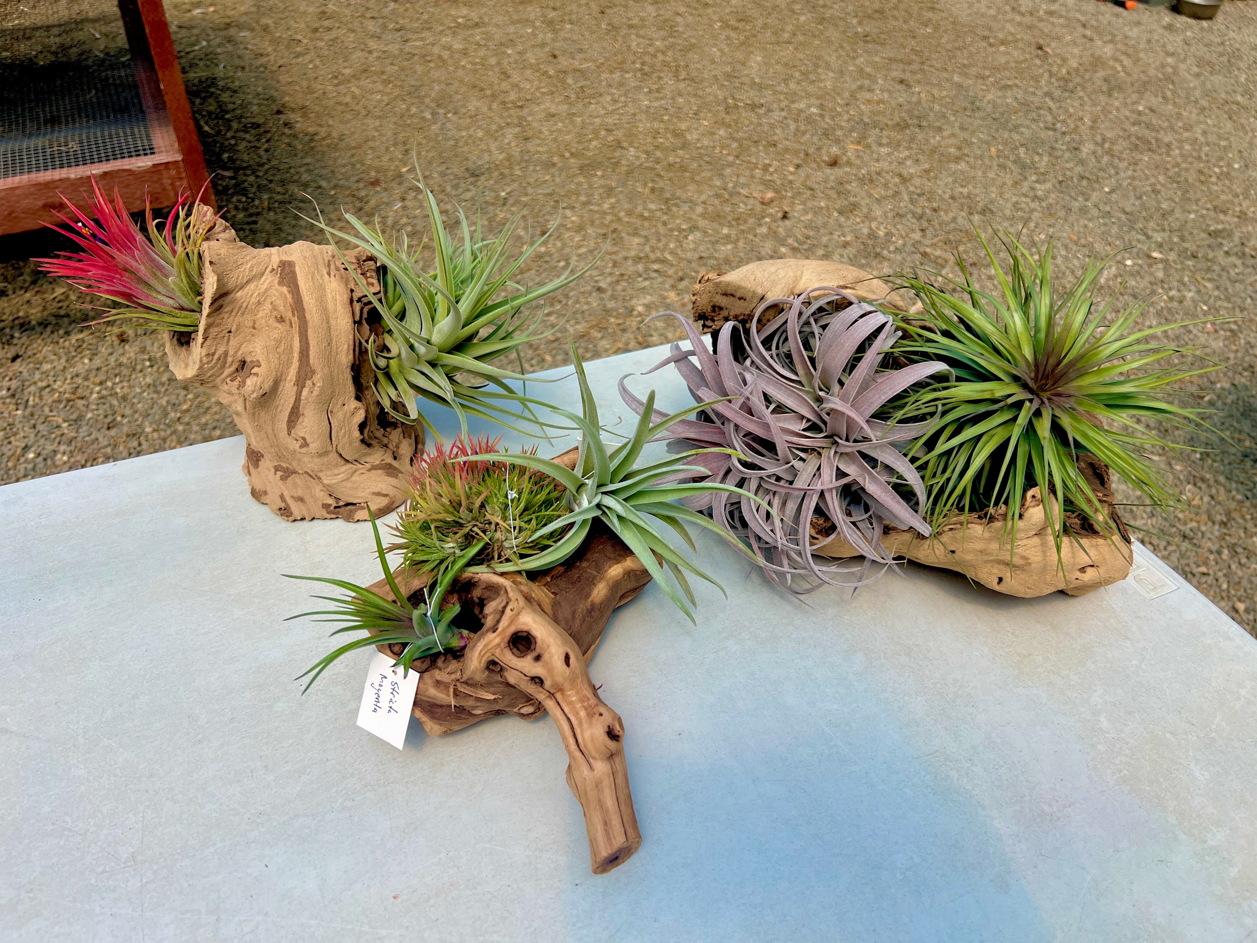 Air Plant + Accessories Mystery Box <br> LIMITED TIME SPECIAL DISCOUNT! <br> 5 Tiers Available