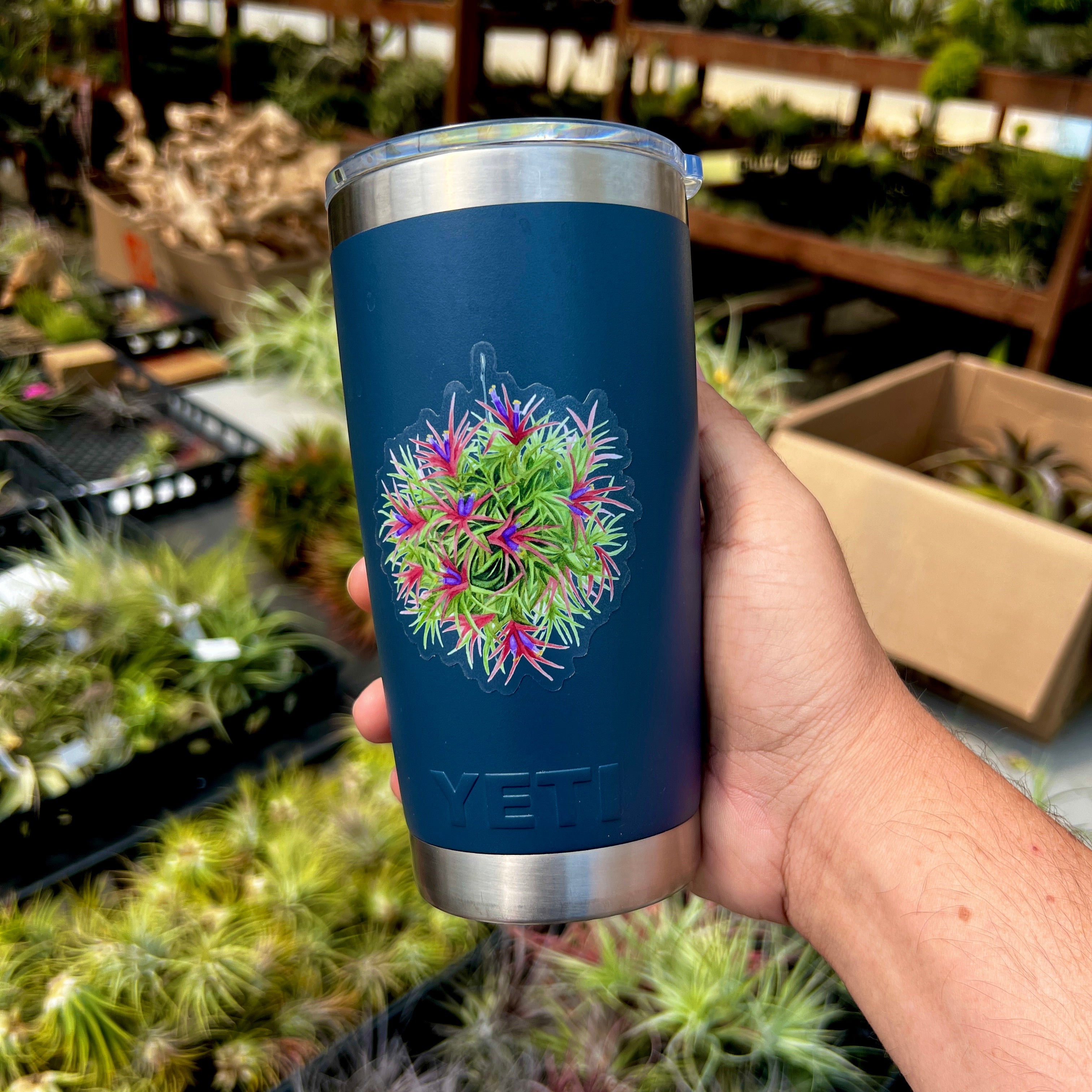 Premium Watercolor Air Plant Sticker With Clear Background <br> (Blooming Ionantha Clump)