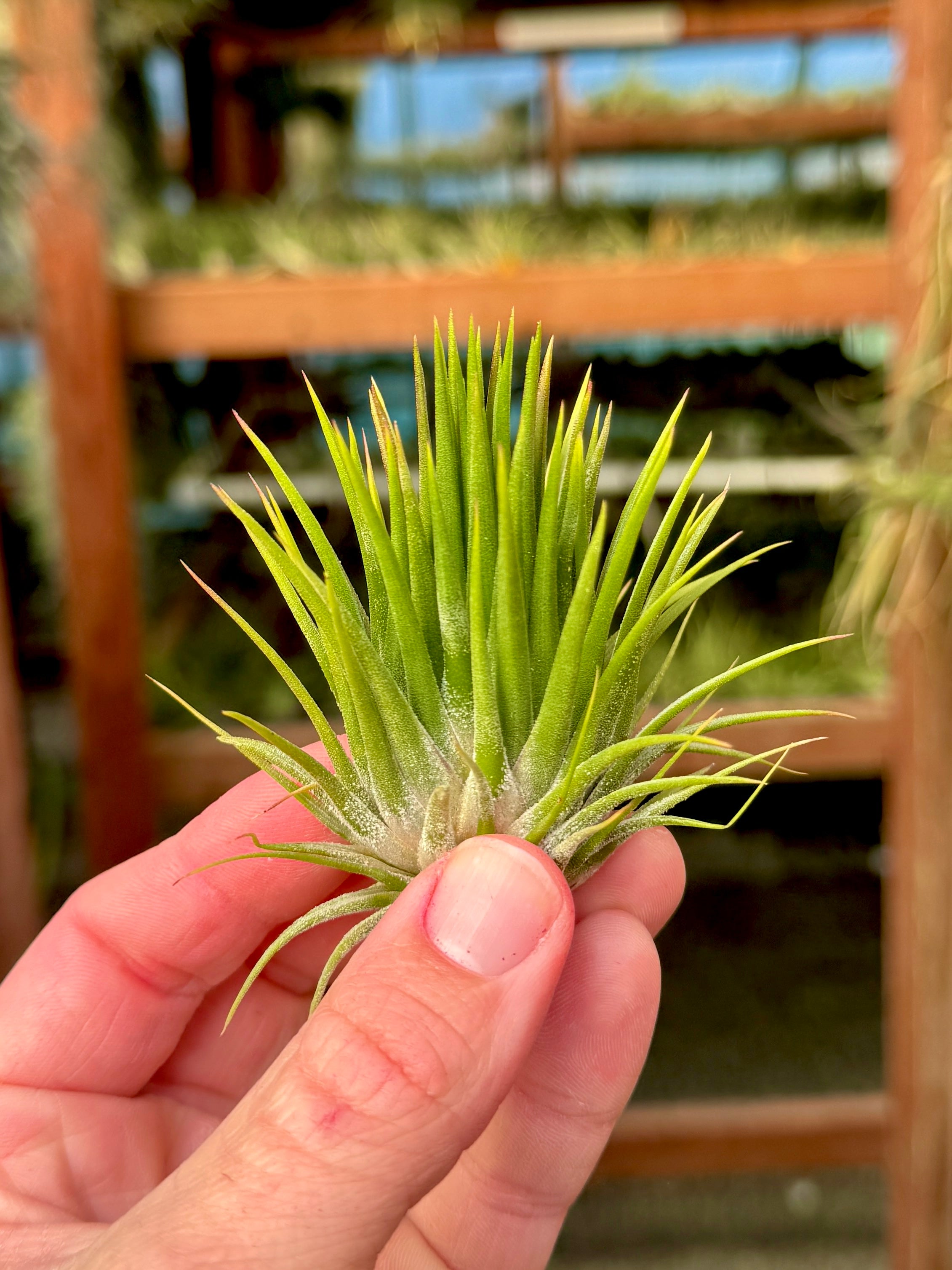 Ionantha Hand Grenade – Air Plant Hub