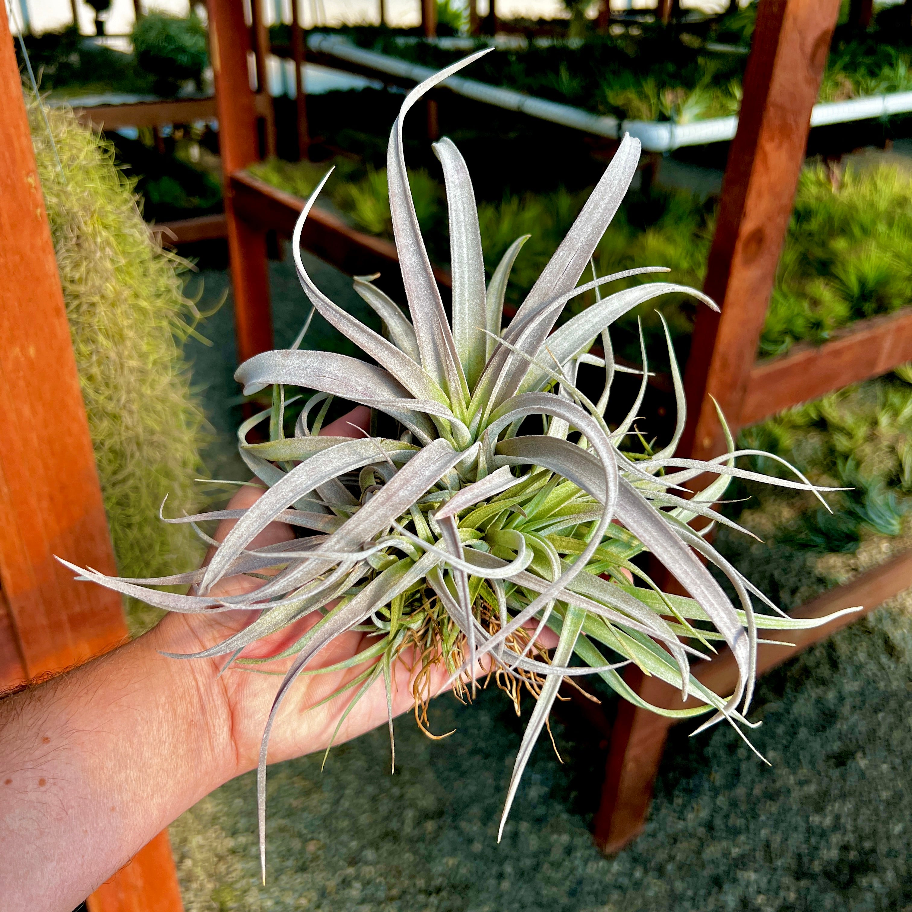 chiapensis air plant Chiapensis Large Clump , (Turns purple when wet!)
