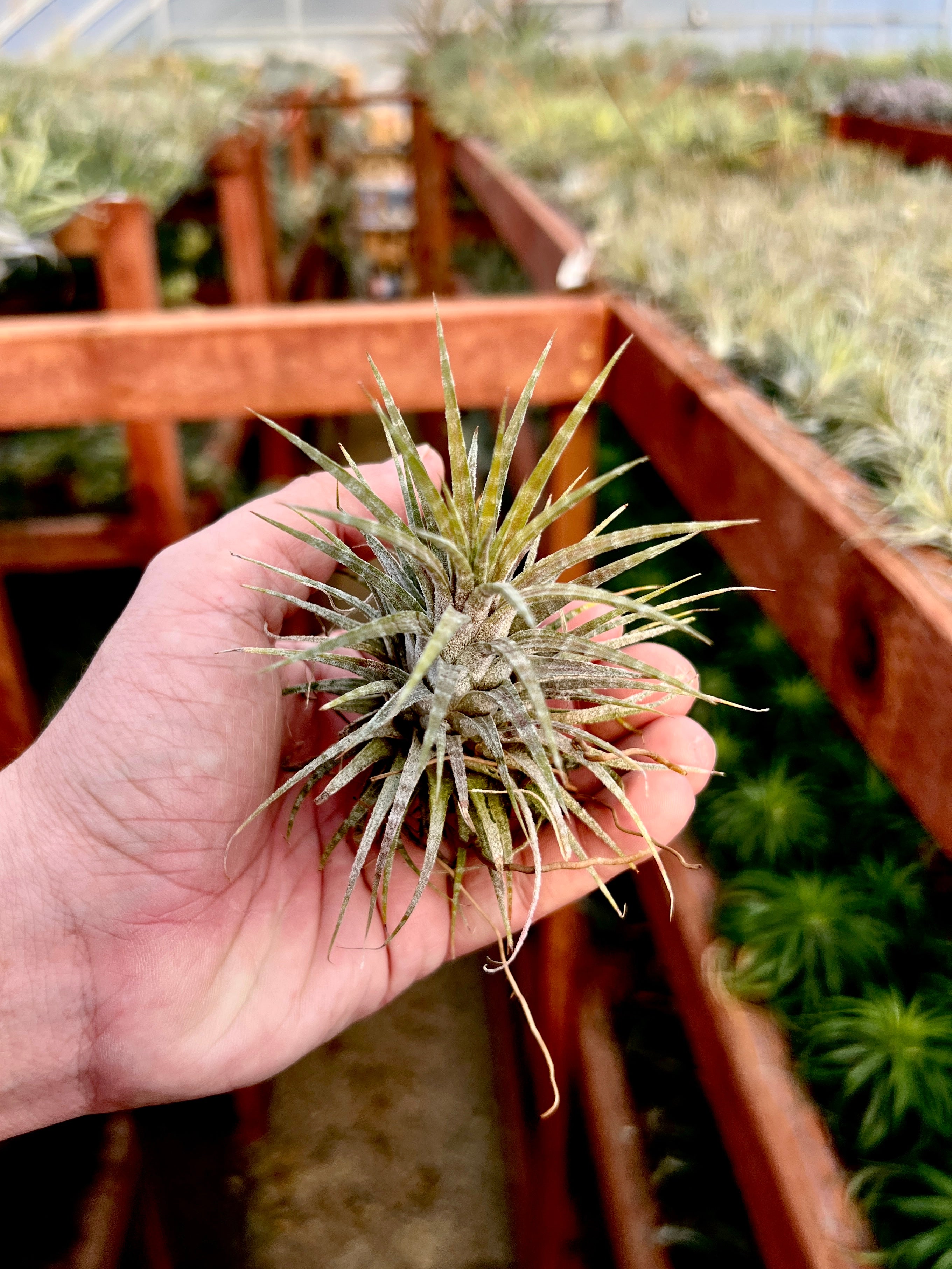 Ionantha Zebrina <br> (Light Banding)