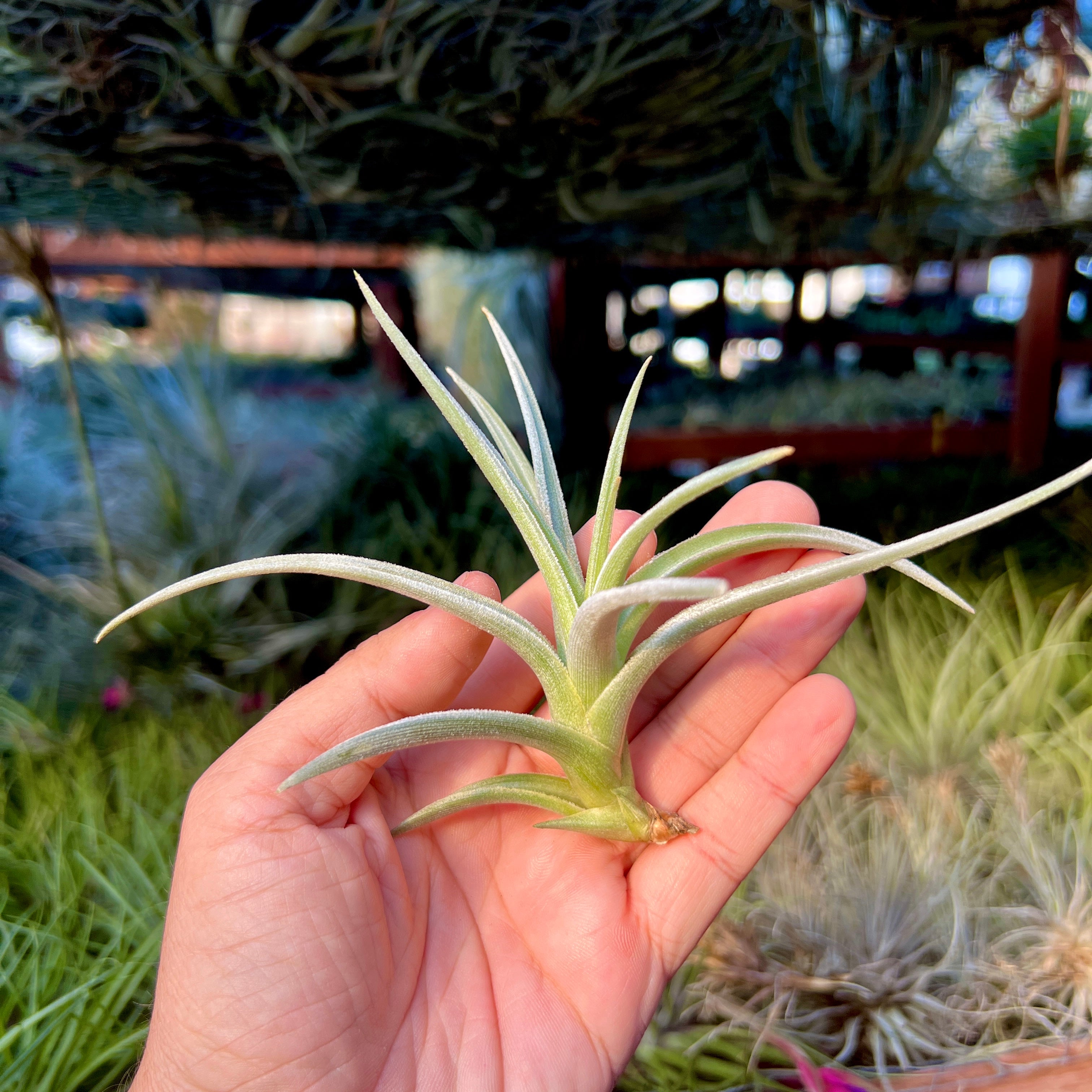 Lotteae (Produces An Amazing Yellow Bloom) – Air Plant Hub Lotteae (Produces An Amazing Yellow Bloom) – Air Plant Hub