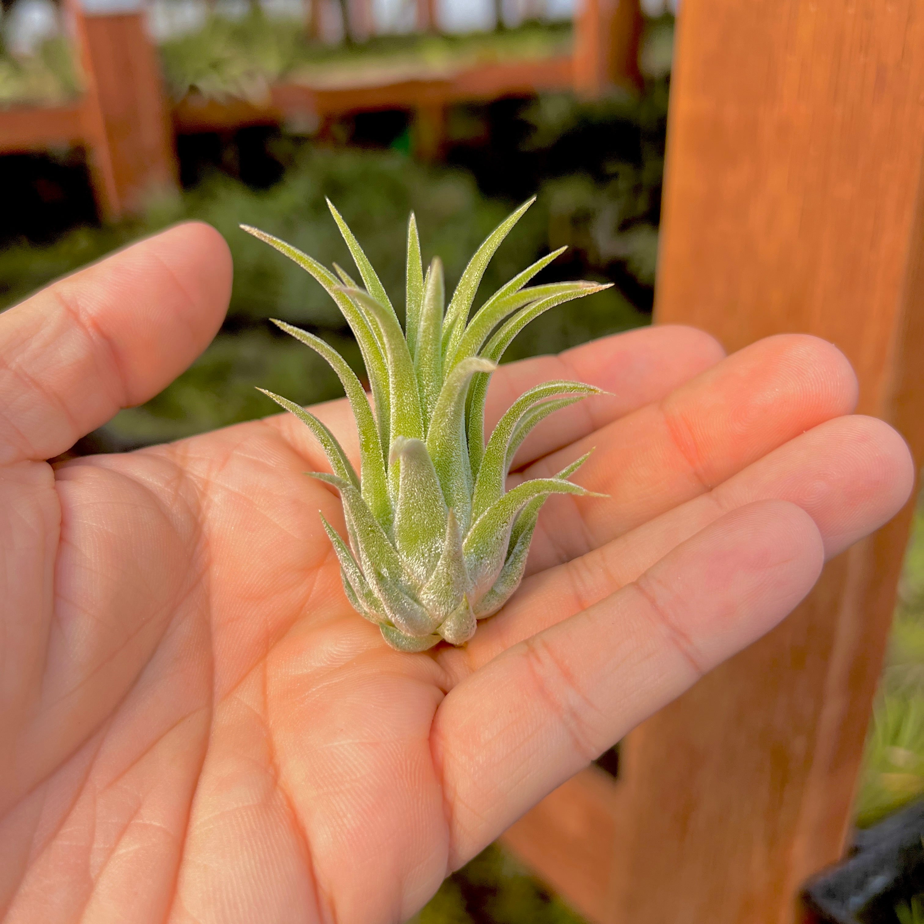 Ionantha Hawaiian Lavender