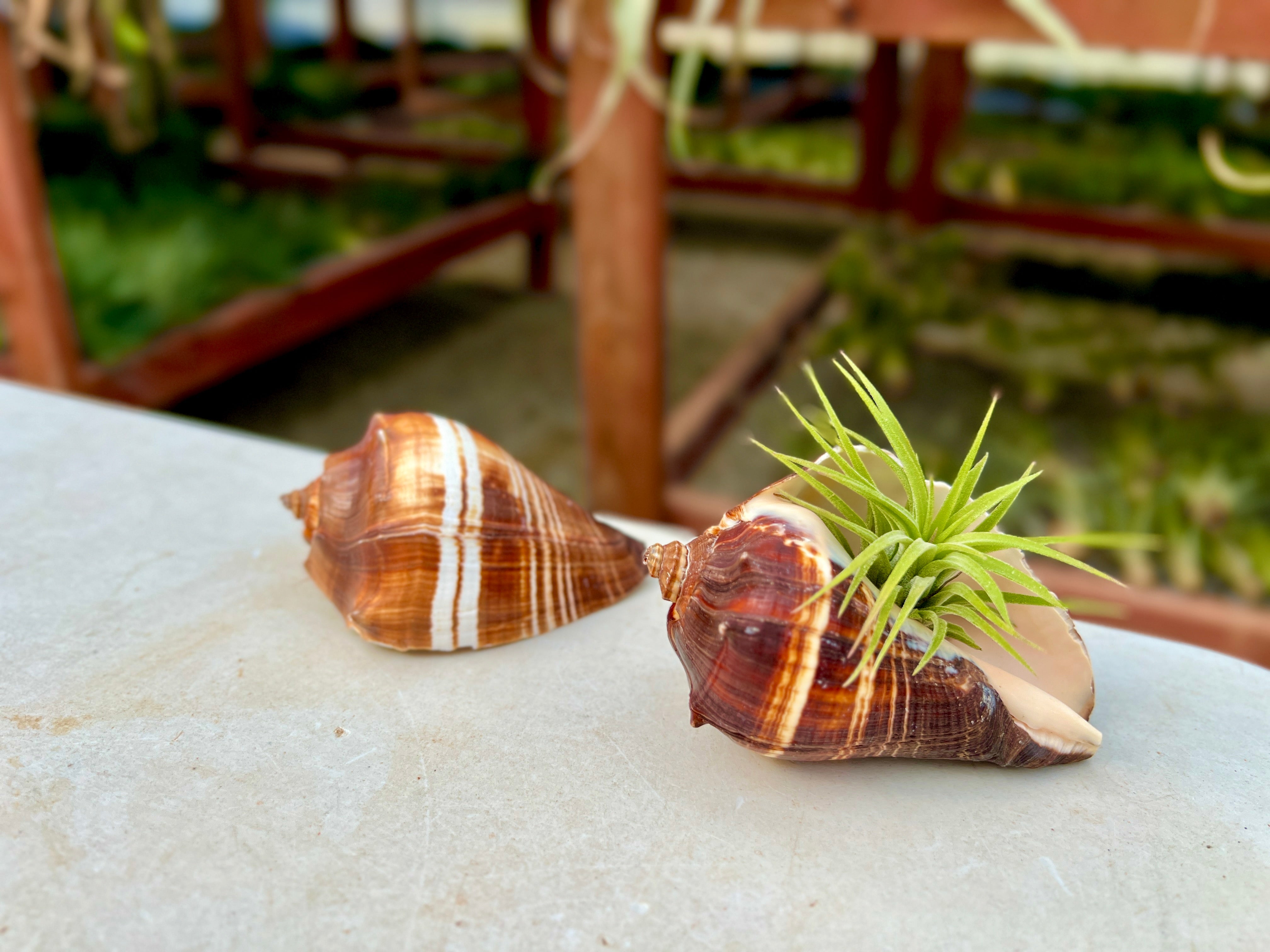 Fiber Conch Shell Medium