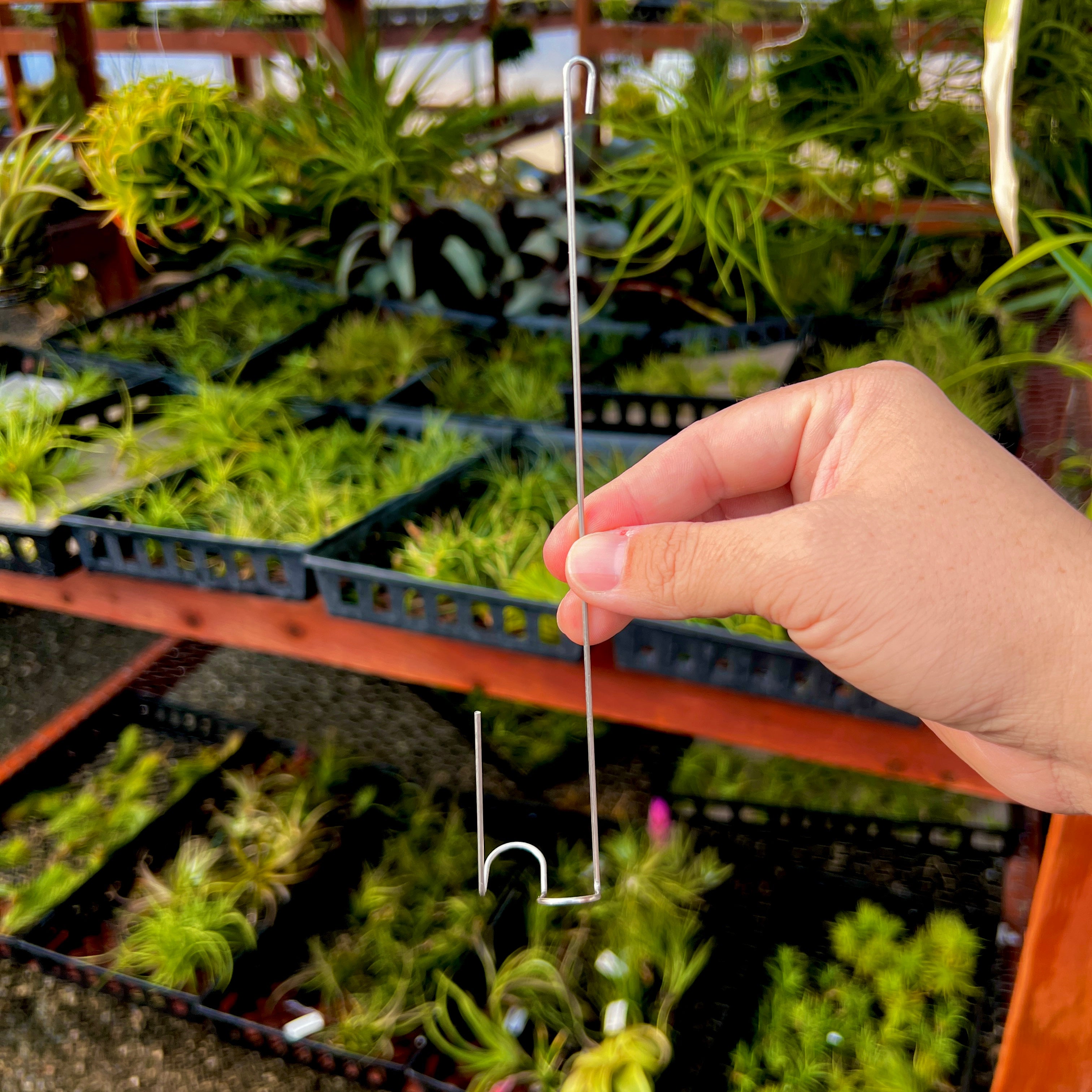 Hanging Wire Hook (Silver) Air Plant Holder