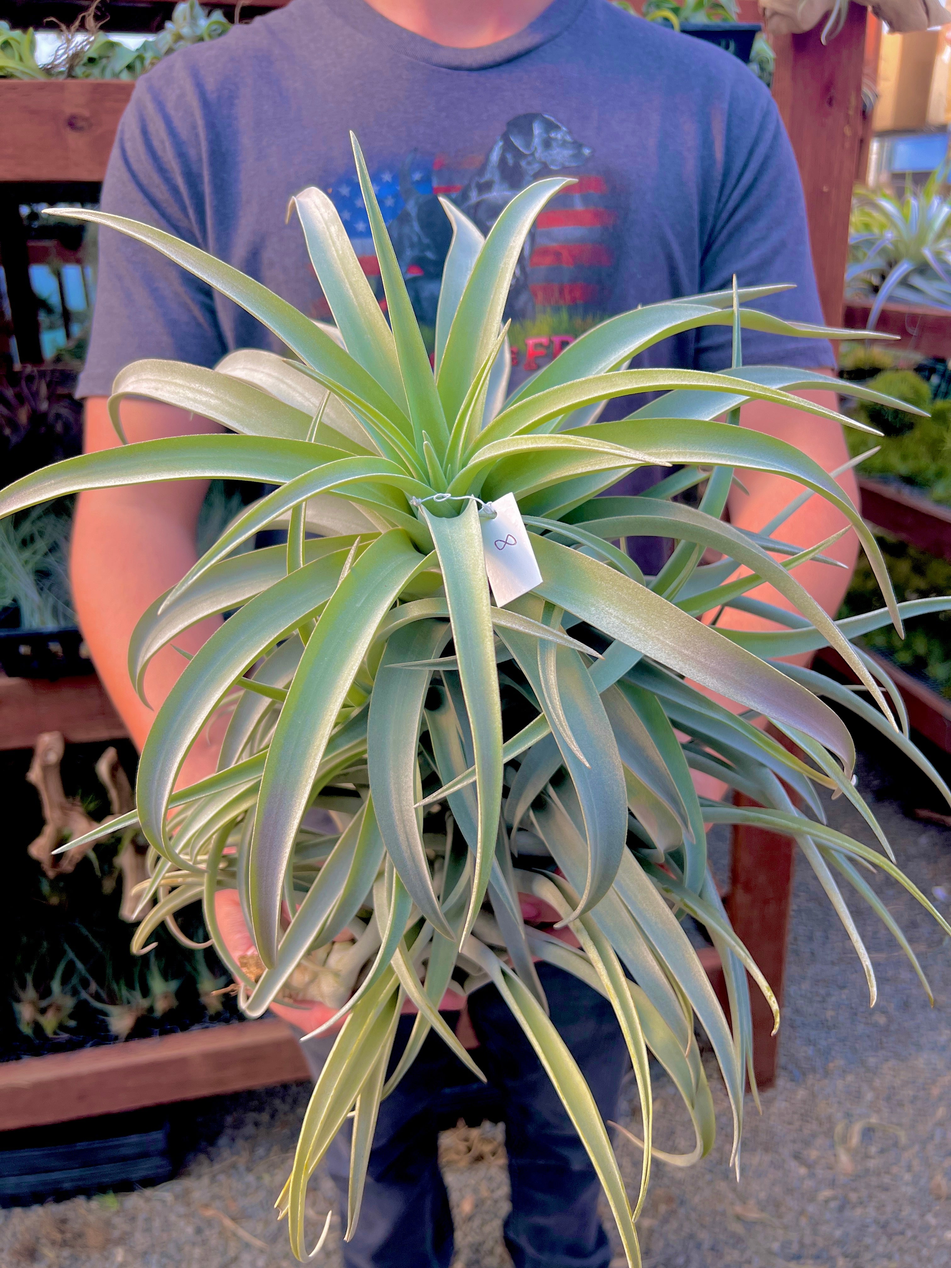 Premium Harrisii x Xerographica Thick Leaf – Air Plant Hub