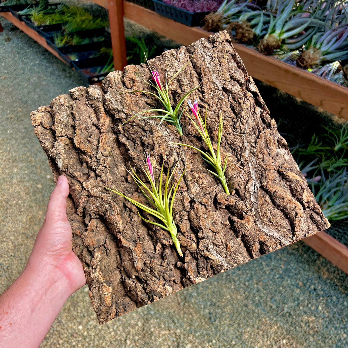 Virgin Cork Bark Flats (Large) Perfect For Mounting Or Terrarium Backd ...