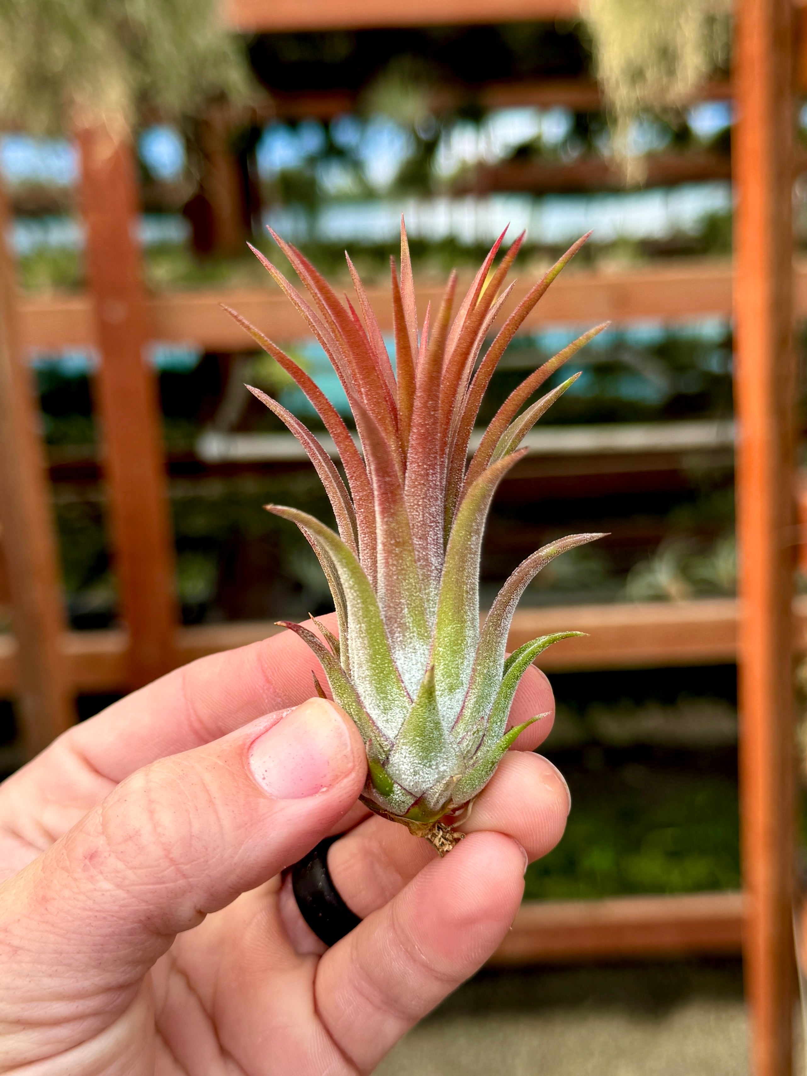 Ionantha Big Boy