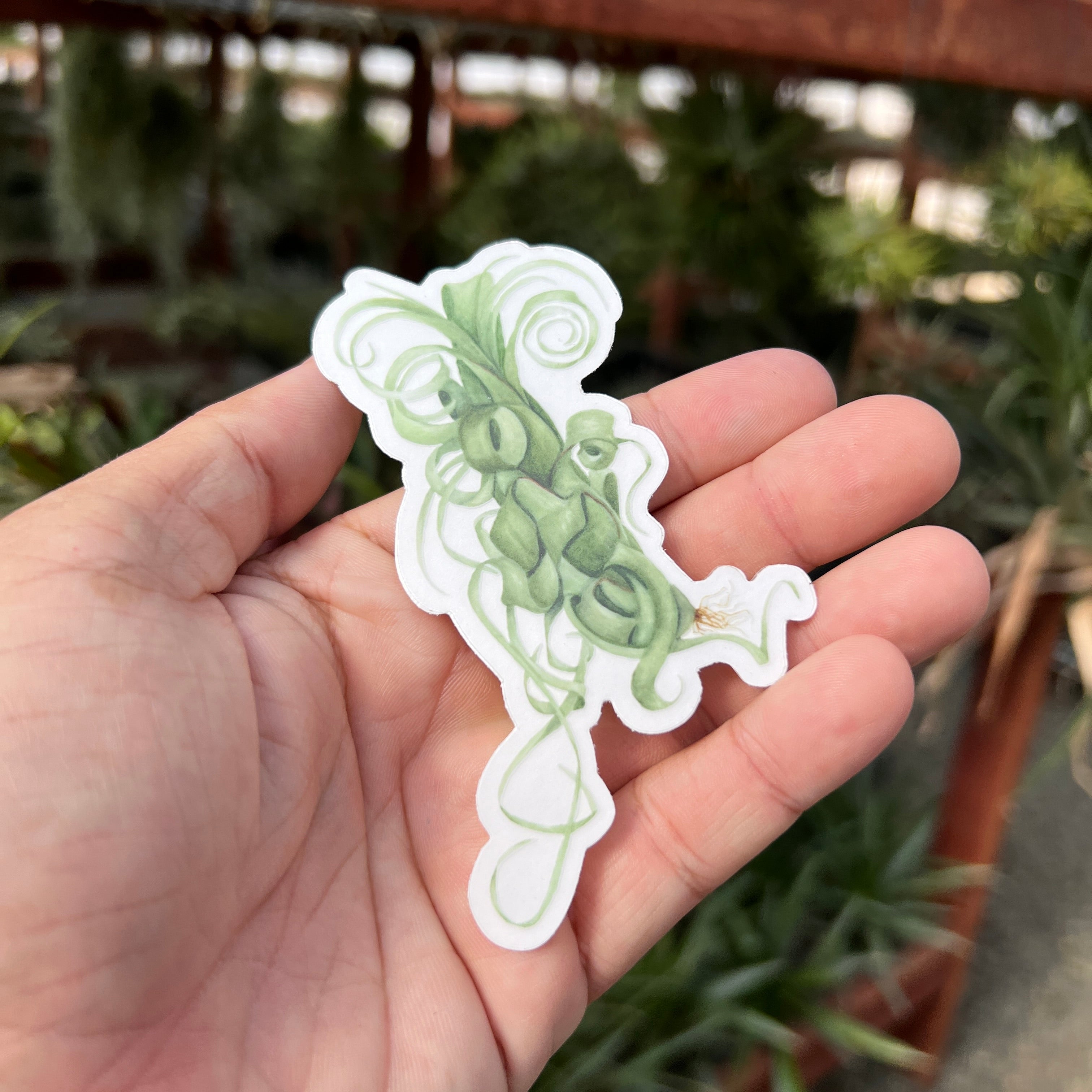 Premium Watercolor Air Plant Sticker With Clear Background <br> (Curly Slim)