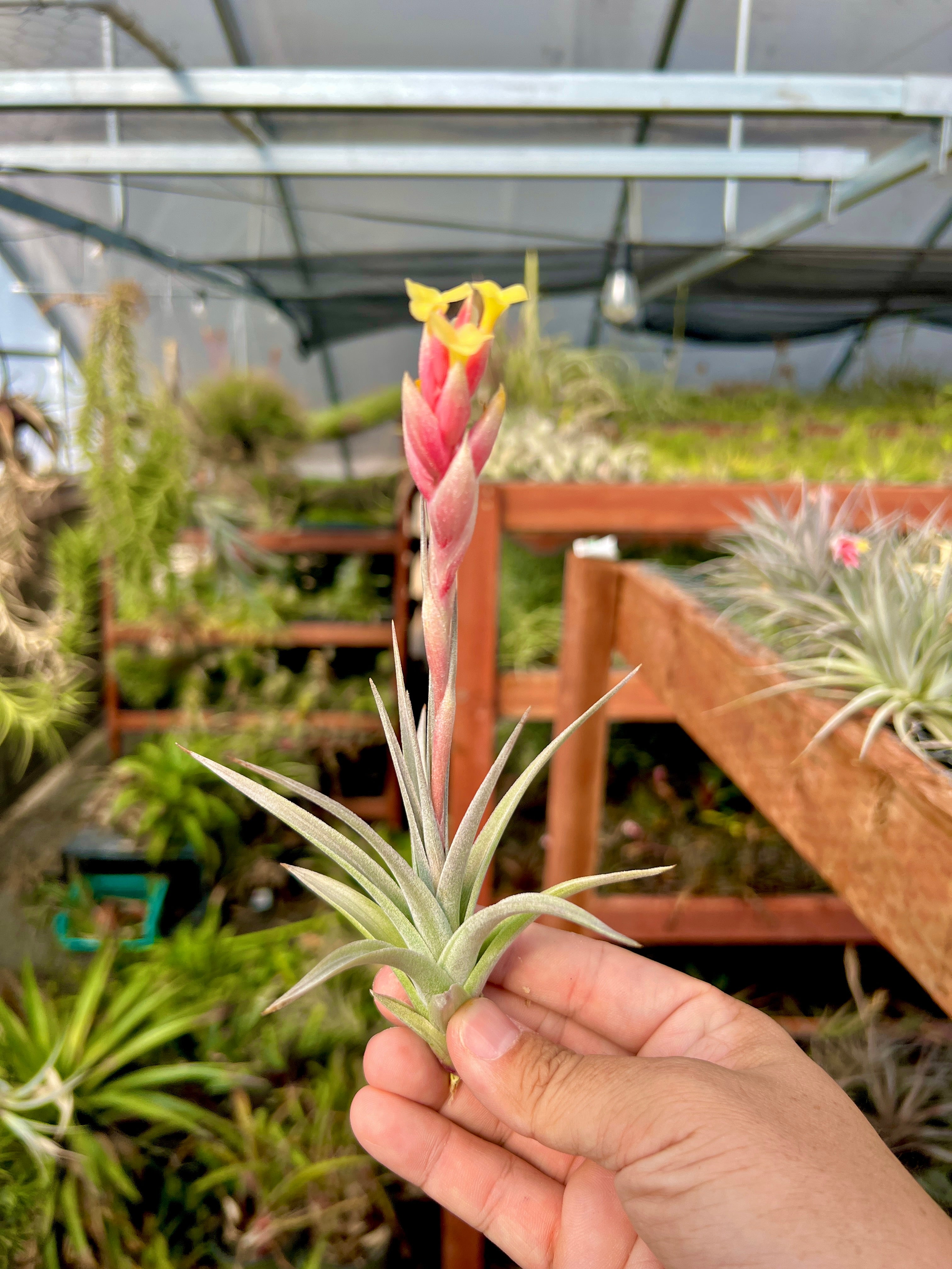 White Star (Ixioides X Recurvifolia)
