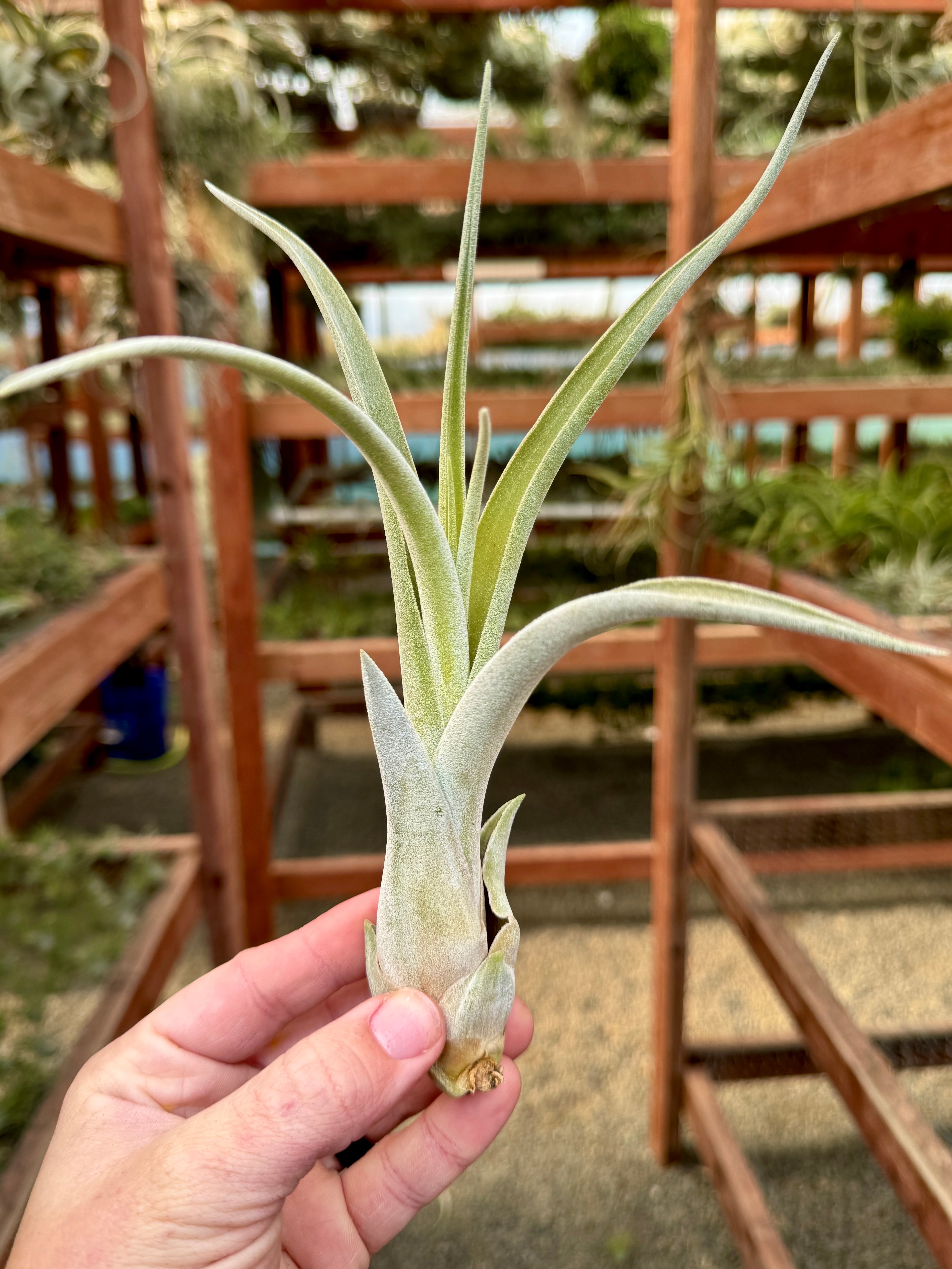 chiapensis air plant Chiapensis x Caput Medusae *SALE* Large