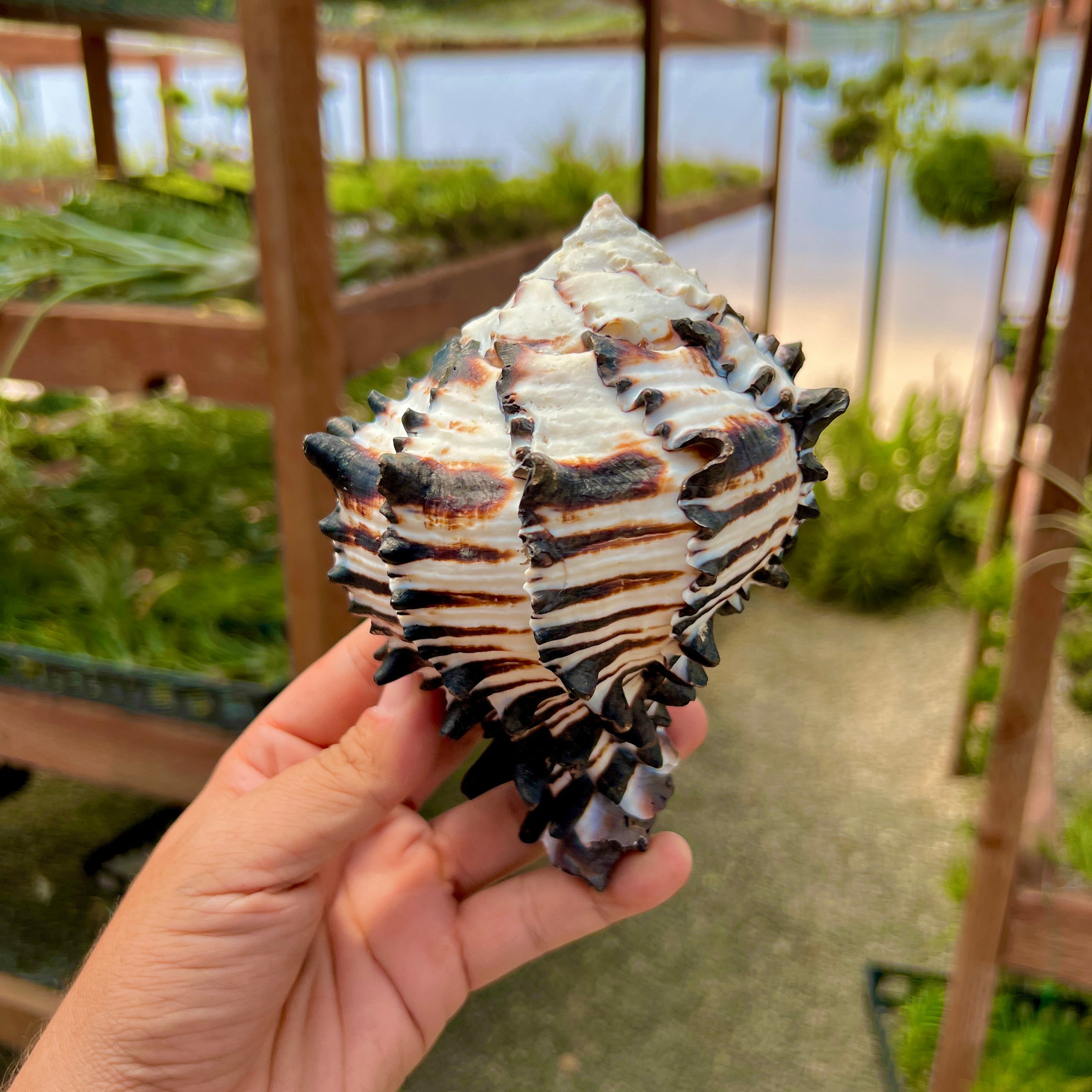 Zebra Murex Shell Large – Air Plant Hub