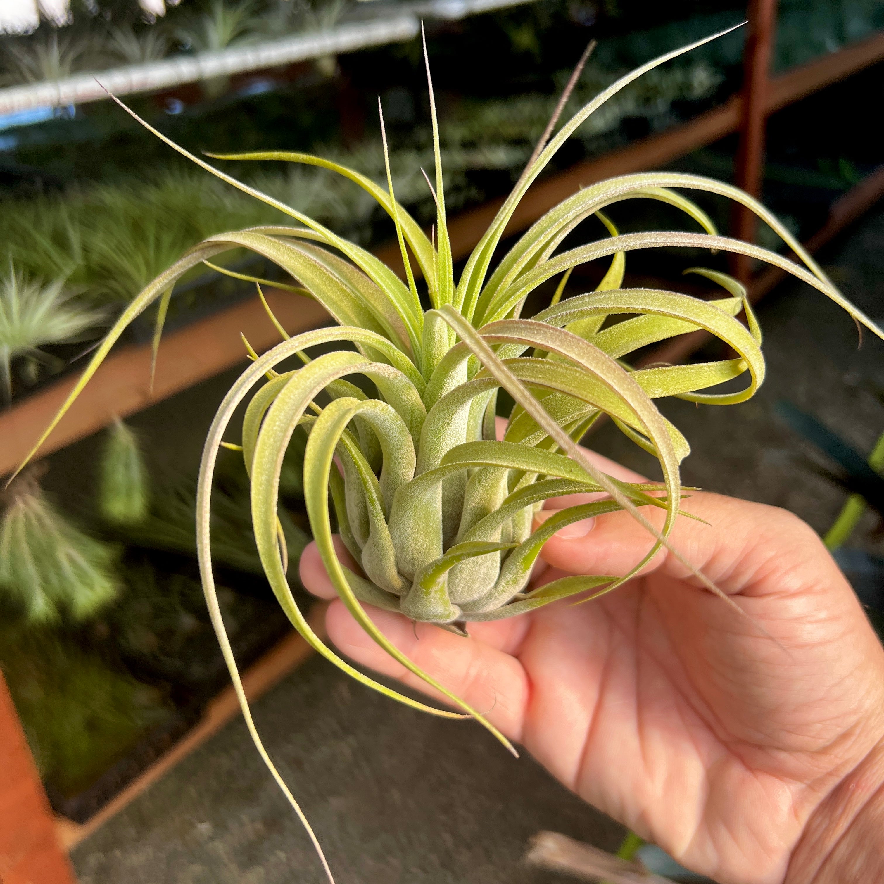 Nice Enough <br> (caput medusae X balbisiana) <br> RARE!