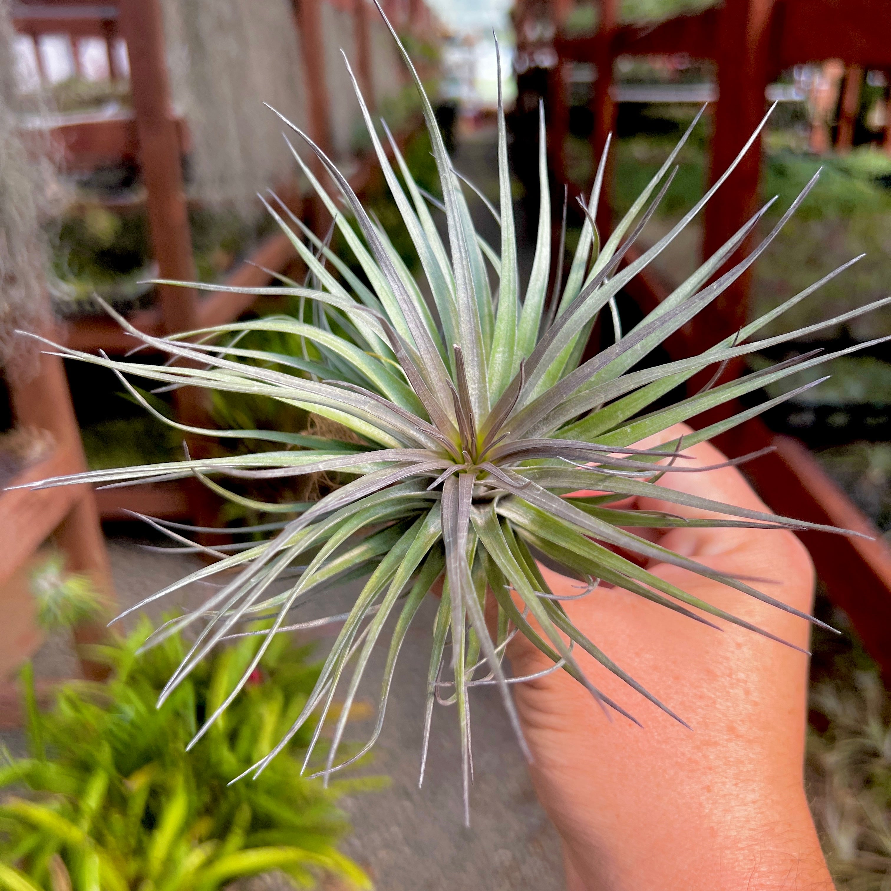 Tillandsia stricta iridescent wedding gift plant bouquet air plant