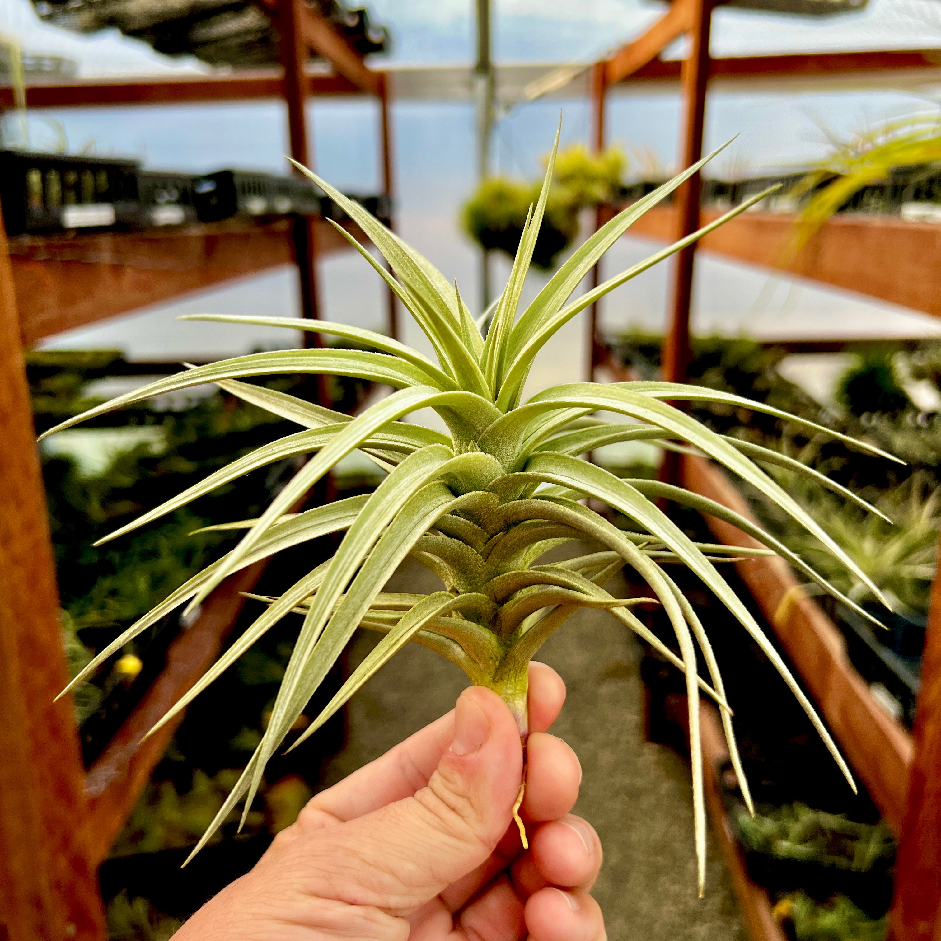 Ixioides Blue Albino