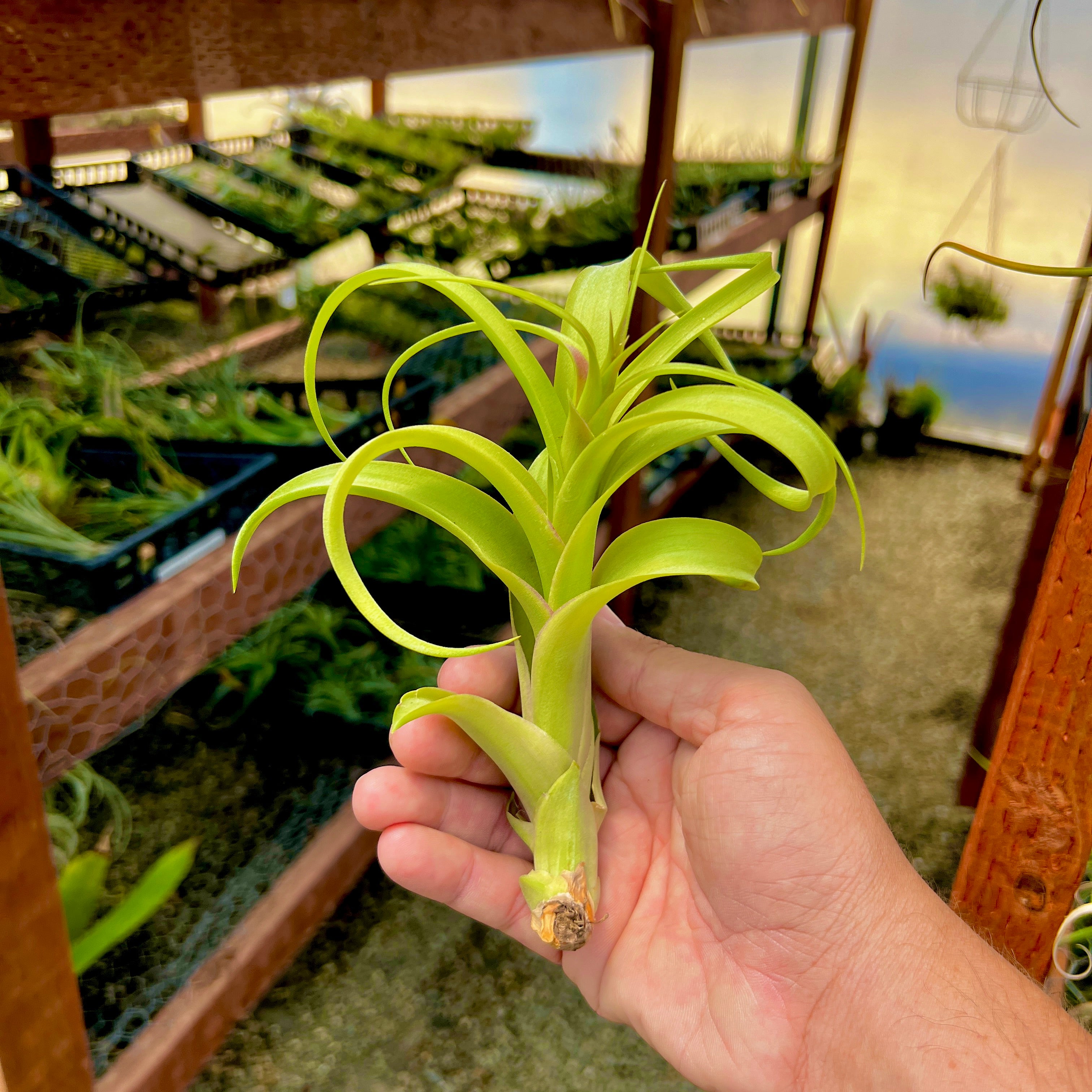 twisted house plant Twisted Tim (Intermedia x Capitata) Small