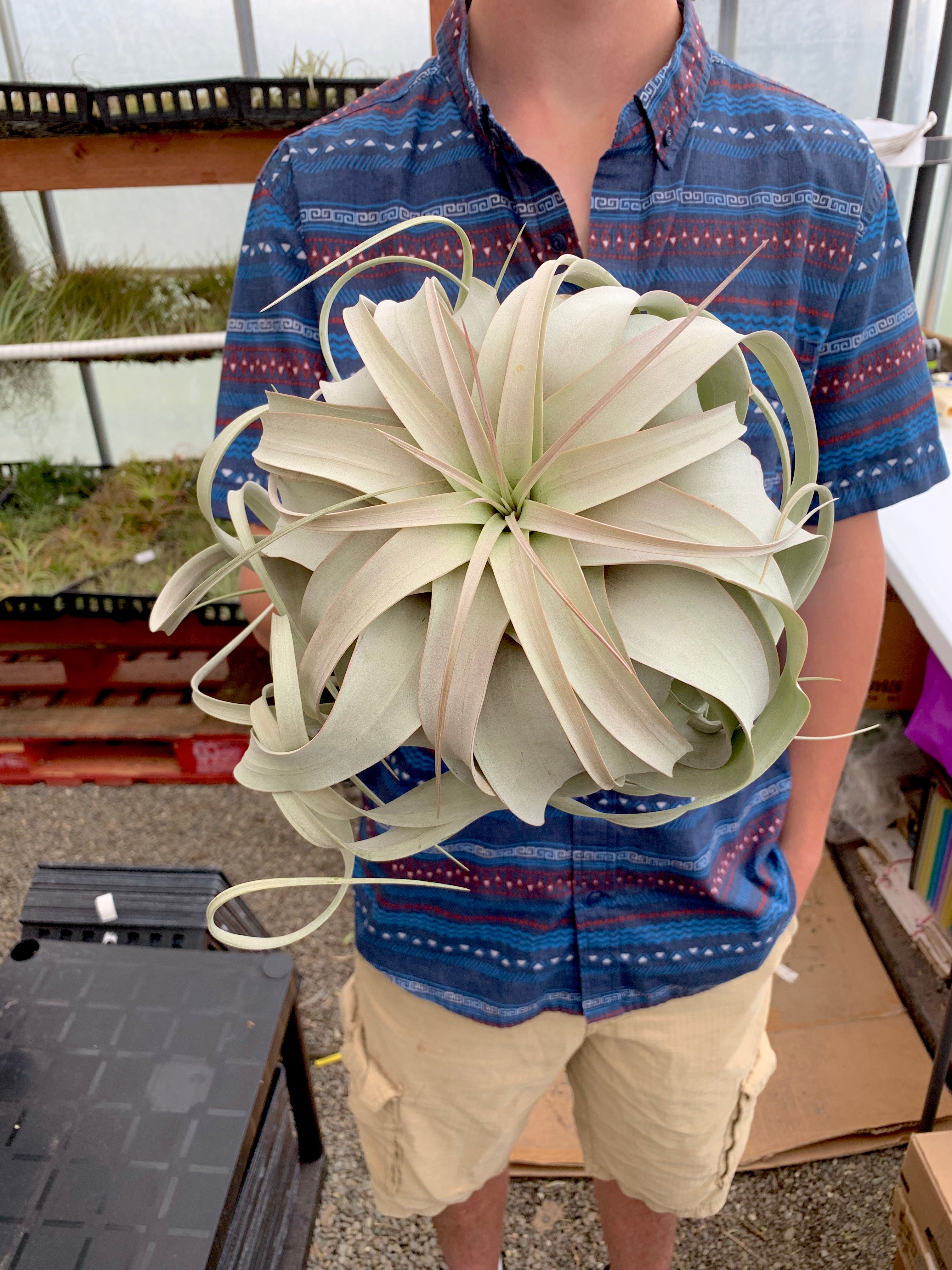 Xerographica Thick Leaf Form <br> *Cannot Be Shipped Internationally*