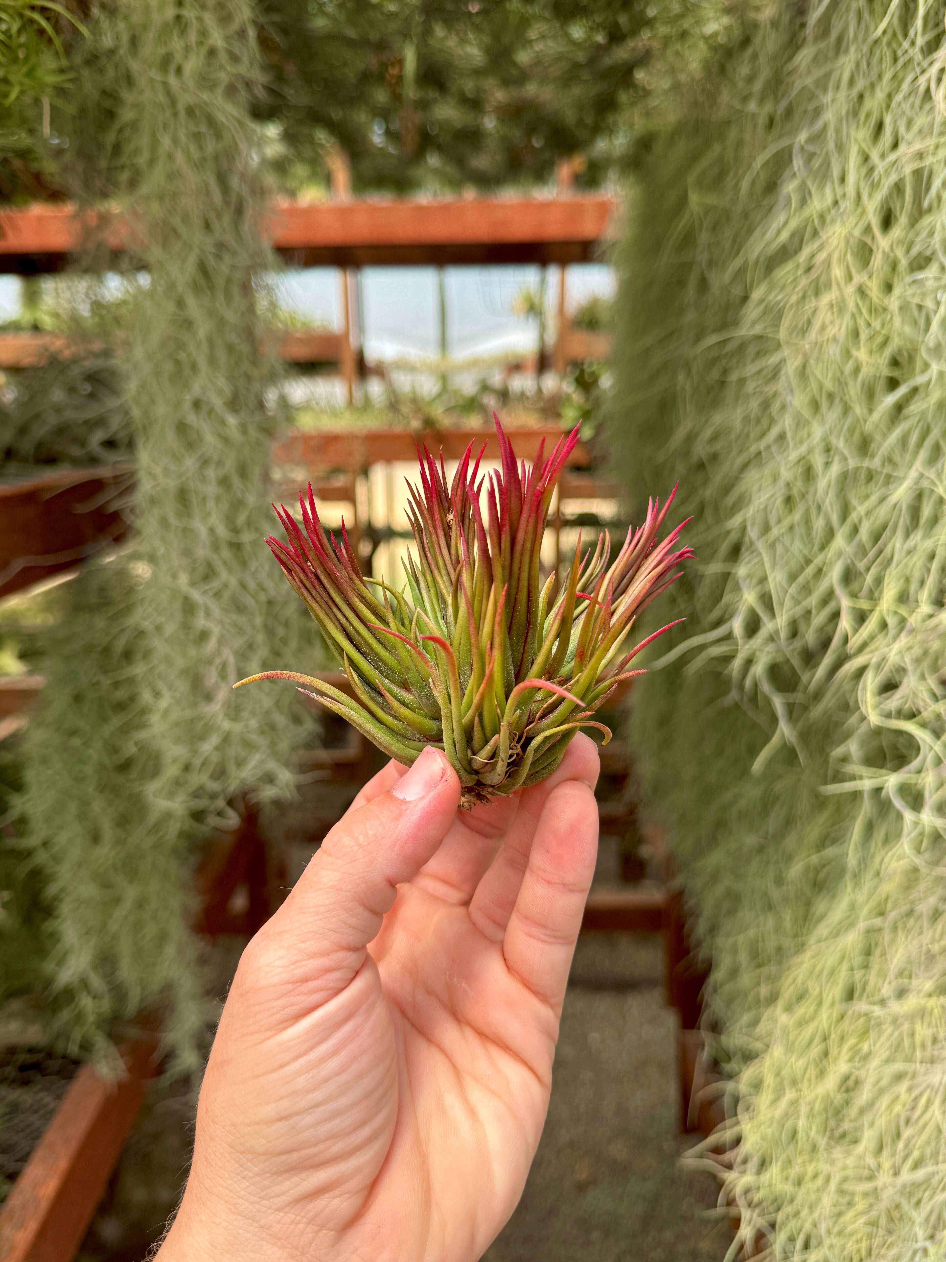 Rare / Premium Ionantha Selections (Exact Plant Pictured) – Air