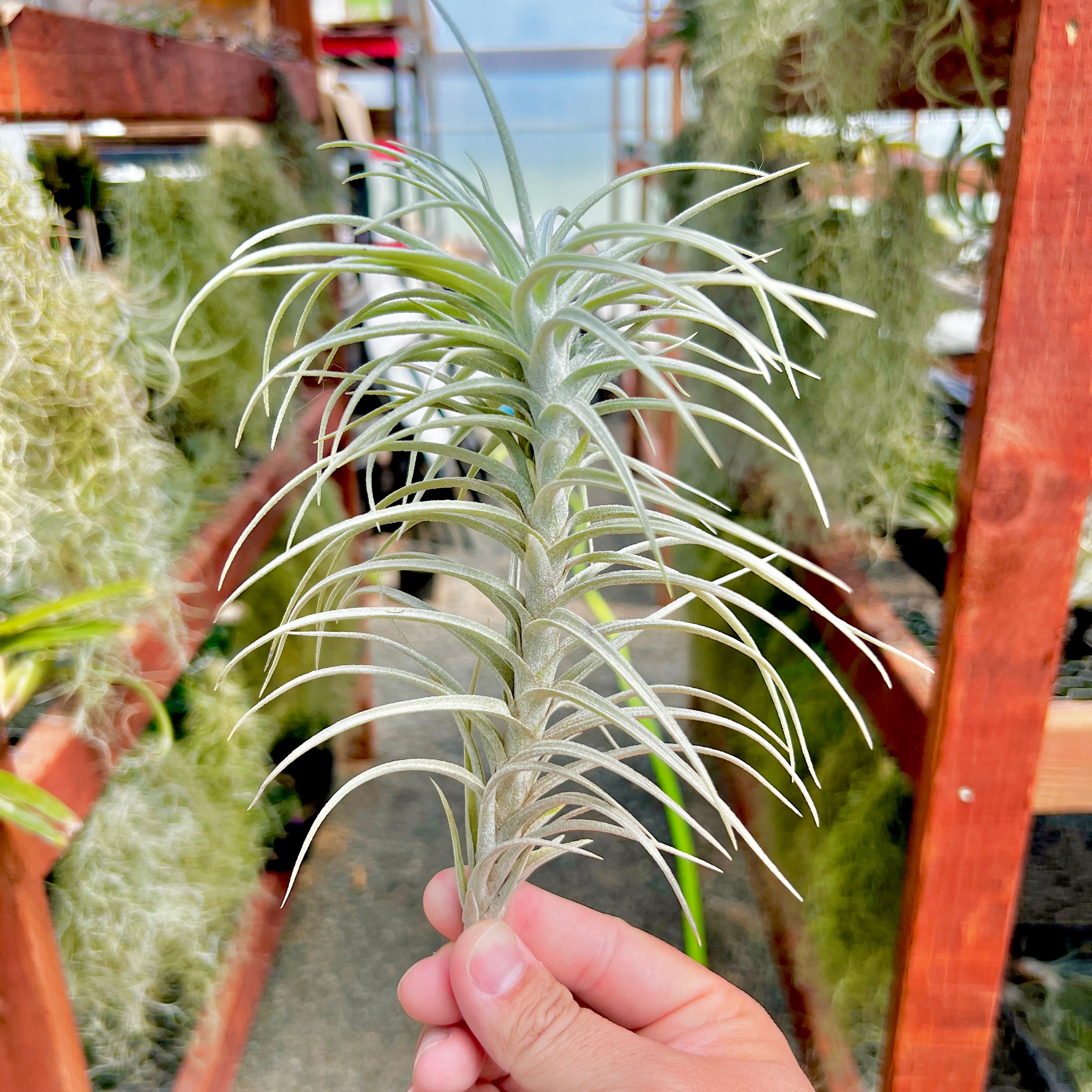 Sweet Isabel (tectorum x paleacea) <br> (SALE!)