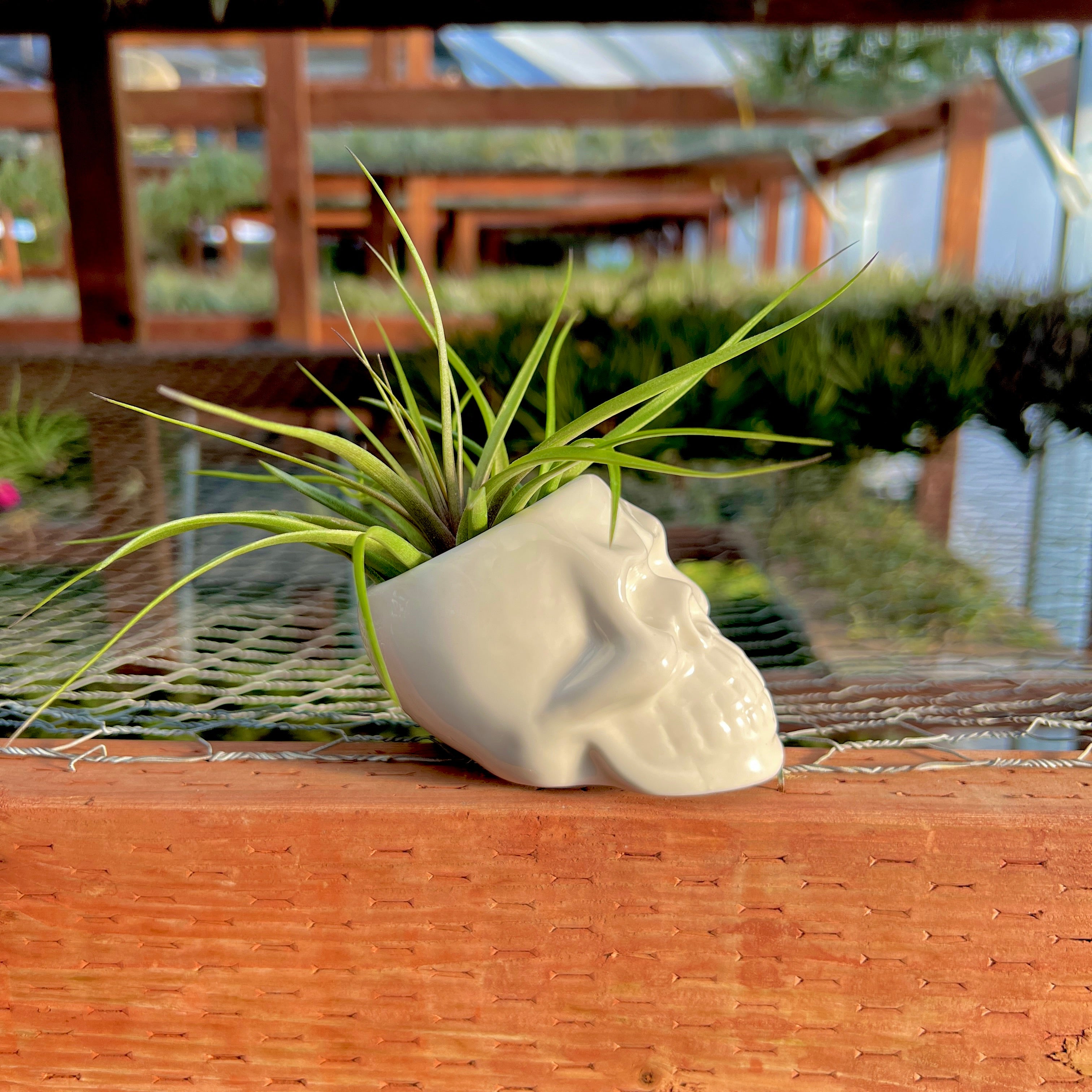skull pot plant holder White Skull Ceramic Air Plant Holder (Holder Only)
