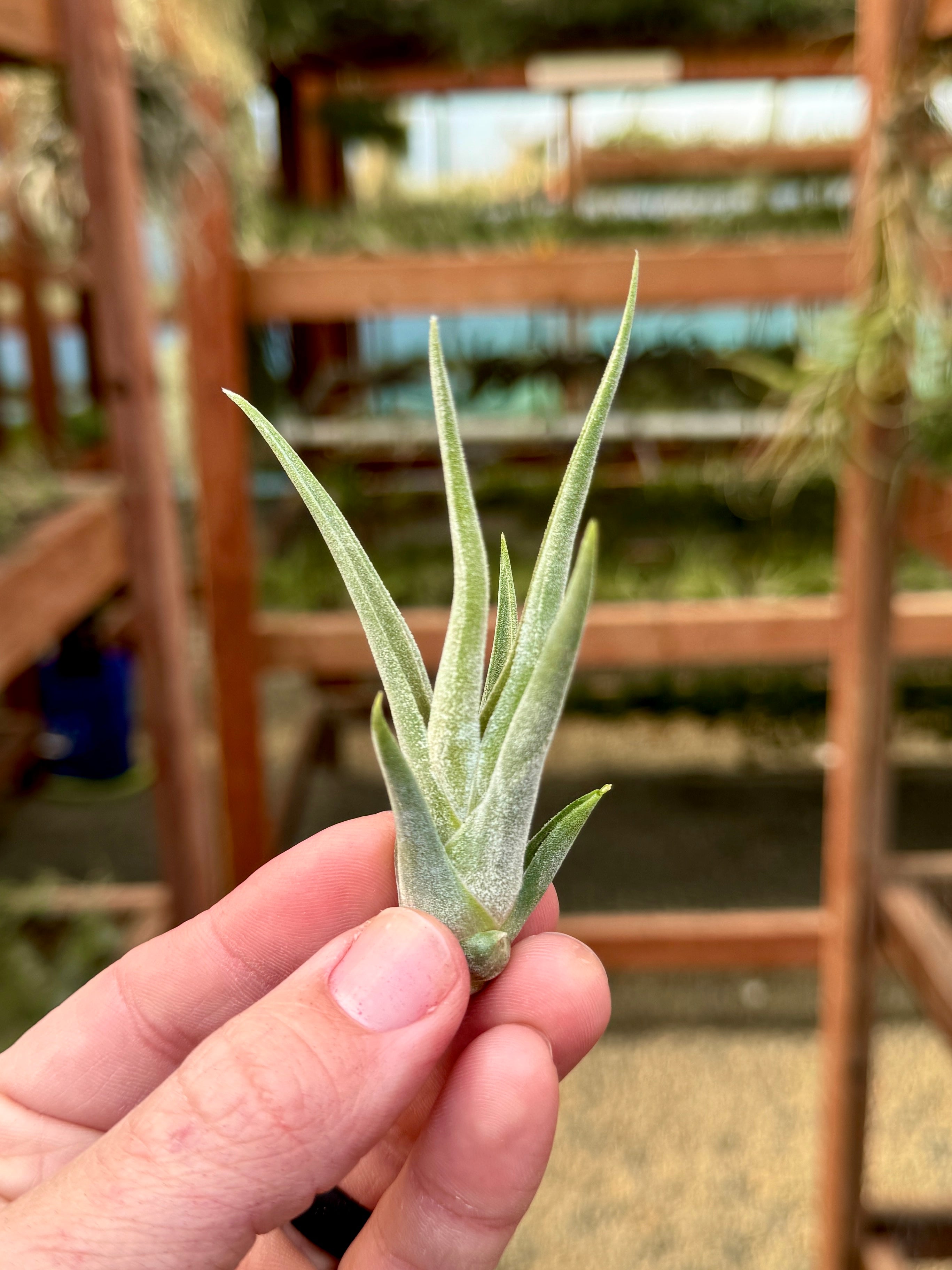 カプート白色矮星<br>セール！