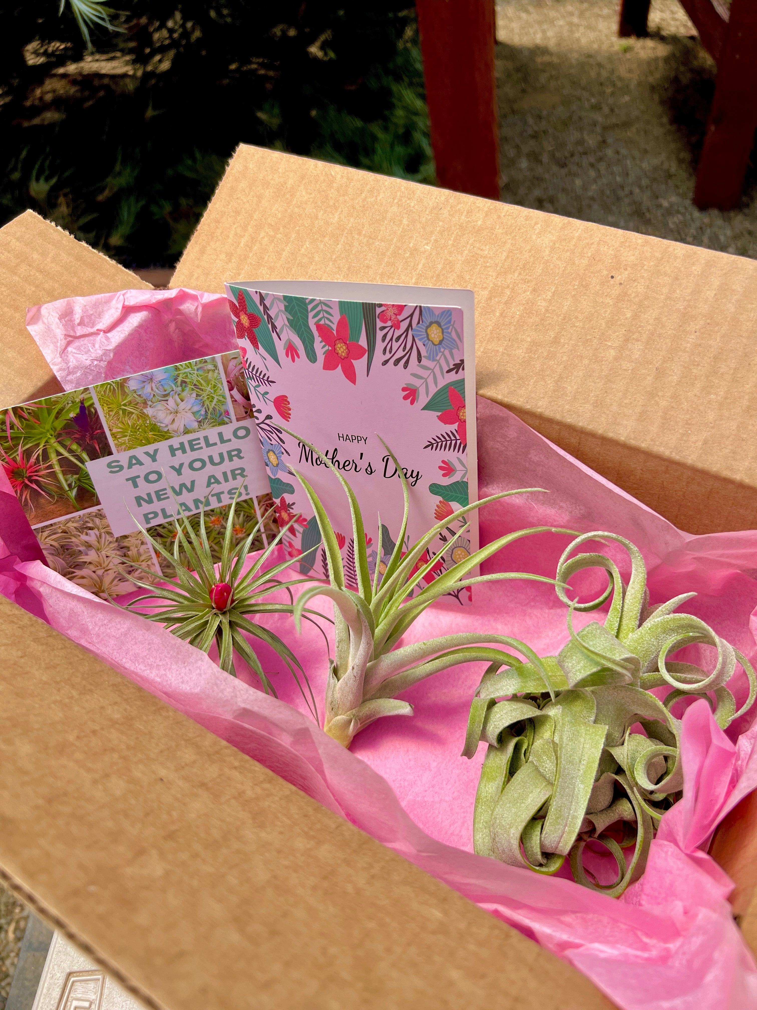 **Mother’s Day Air Plant Box (Includes Optional Hand Written Card!)**
