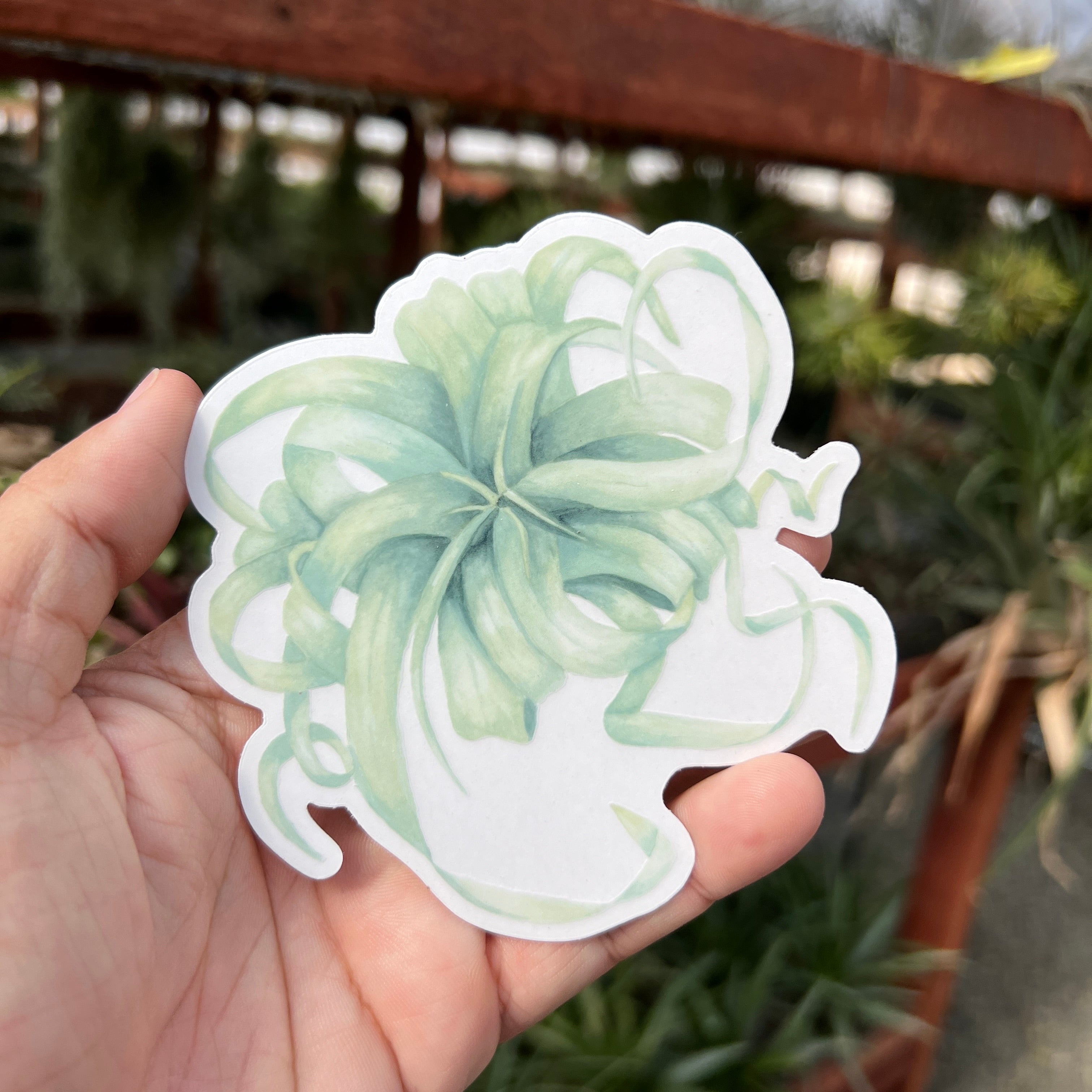 Premium Watercolor Air Plant Sticker With Clear Background <br> (Xerographica)