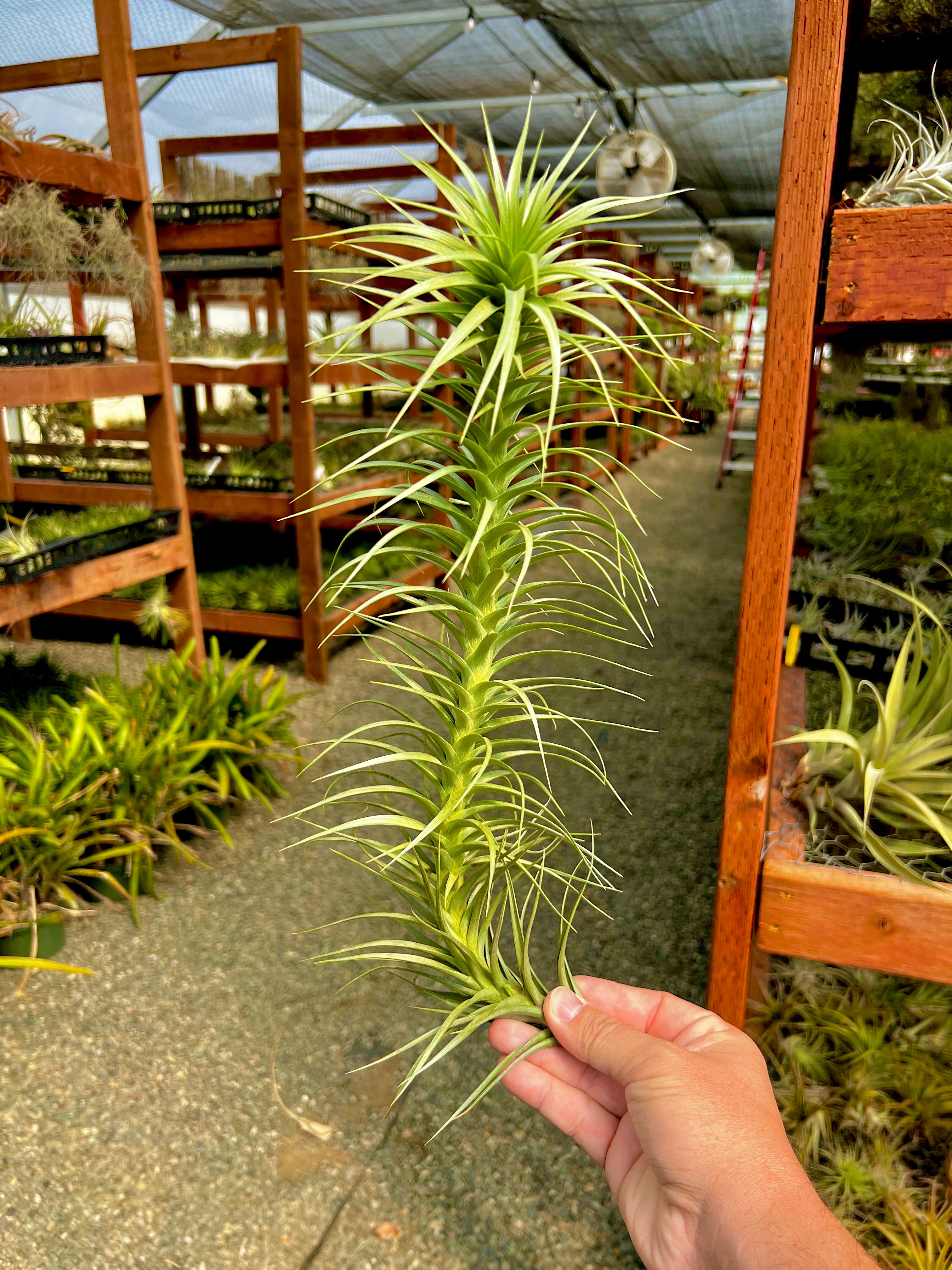 Aeranthos Giant