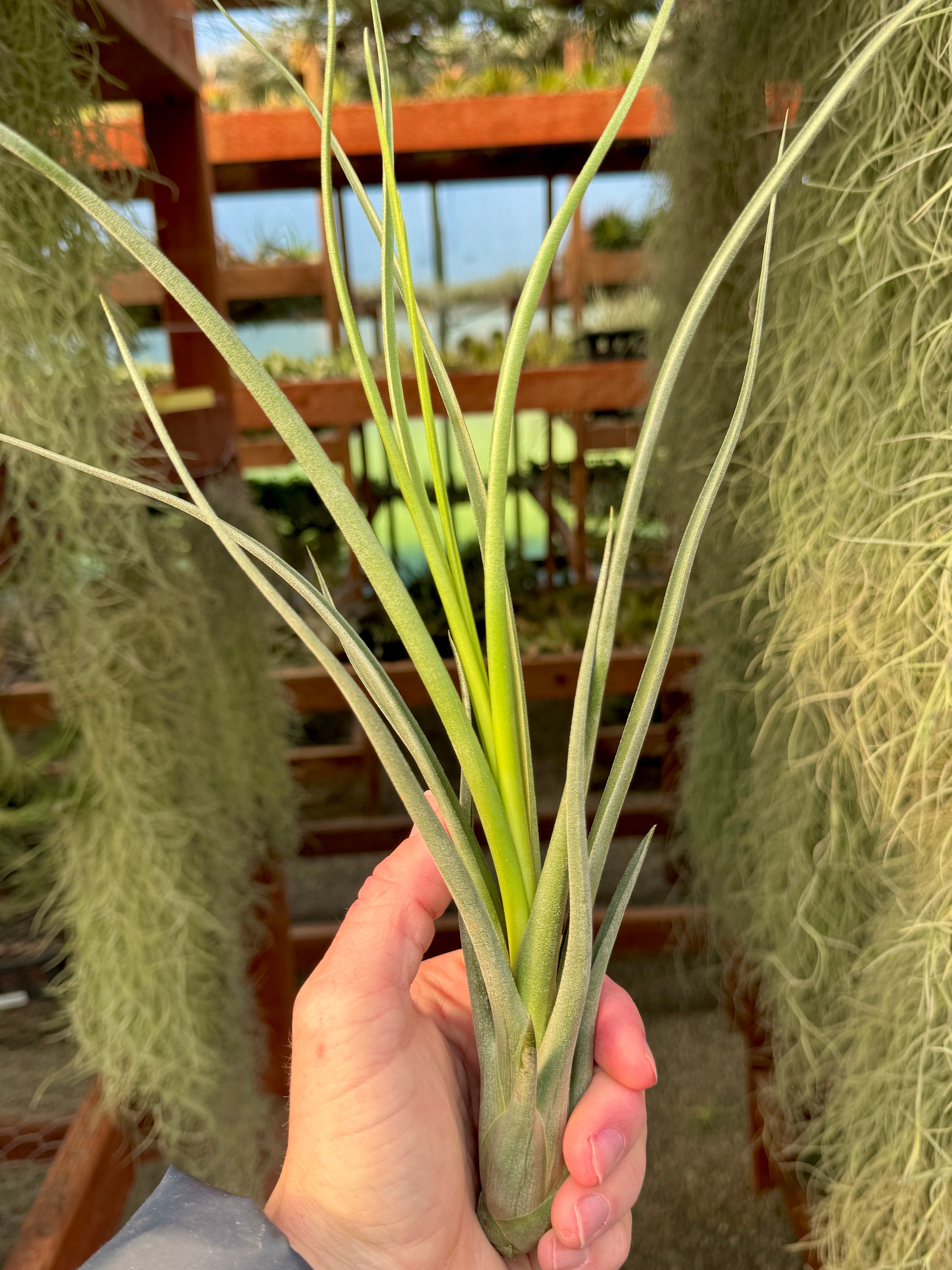 Belloensis x Flabellata