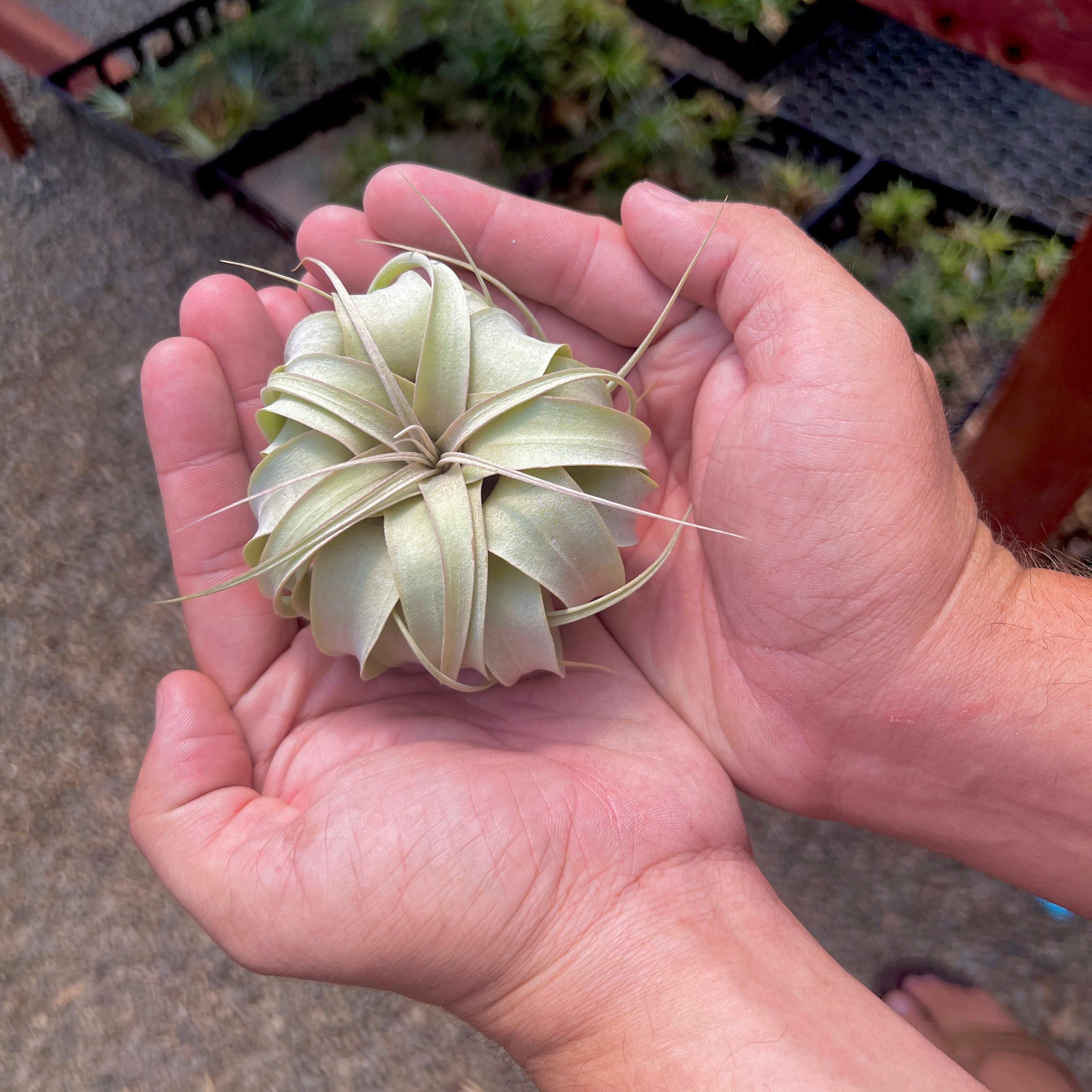 rare air plants for sale Xerographica Thick Leaf Form Queen of the Air Plants For Sale Medium