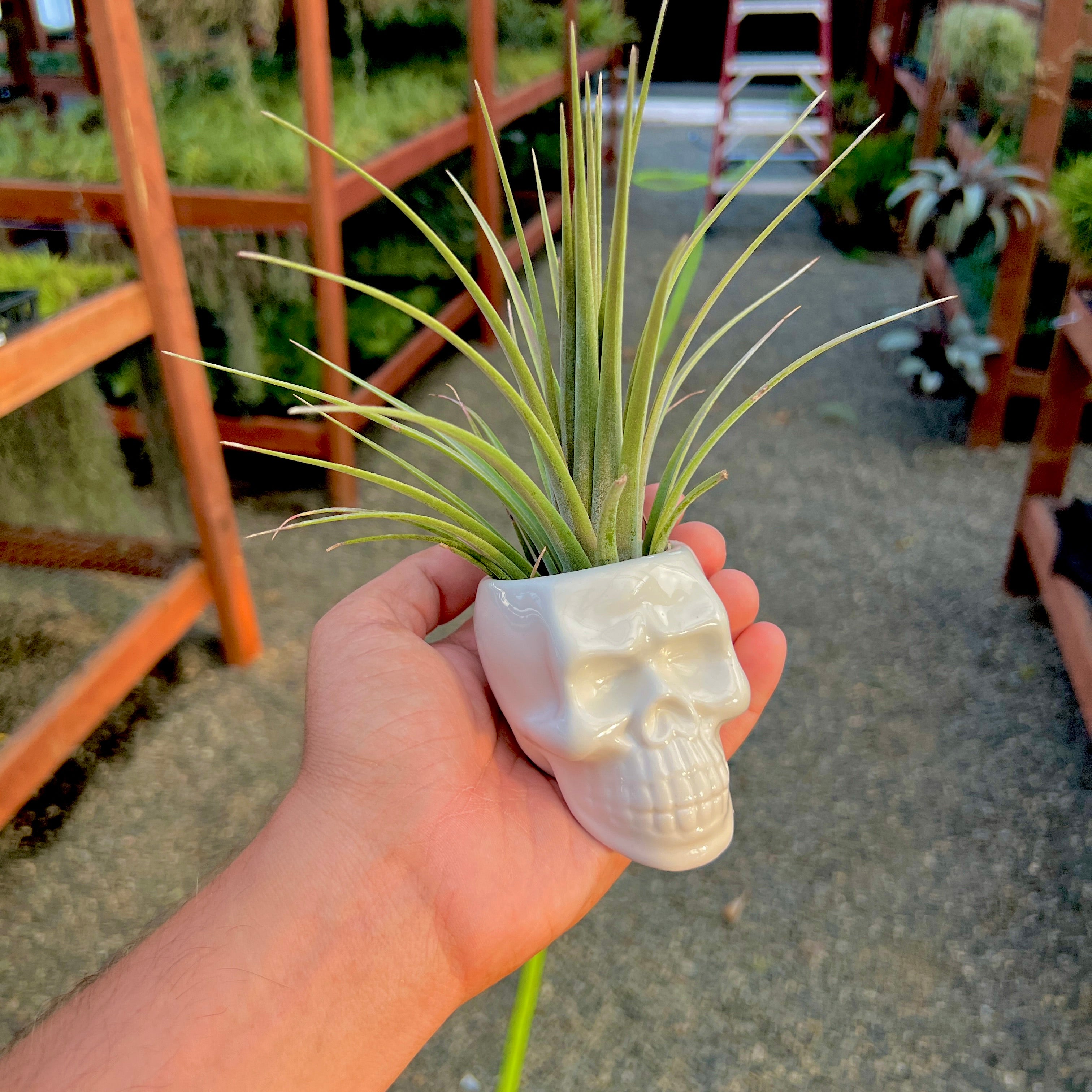 White Skull Ceramic Air Plant Holder <br> (Holder + Air Plant Combo)