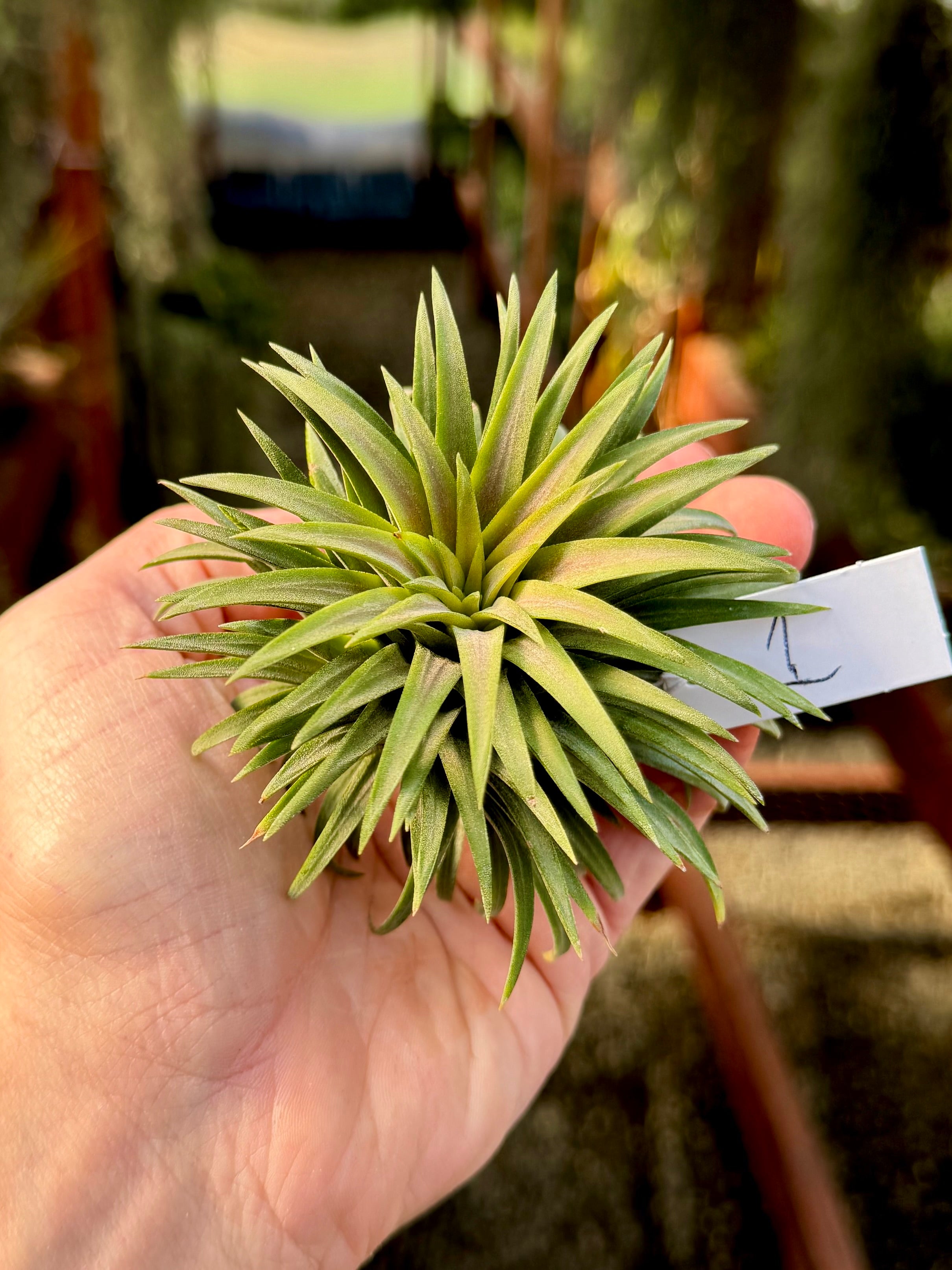 Ionantha 'Crimson Tide' <br> (NEW RELEASE!)