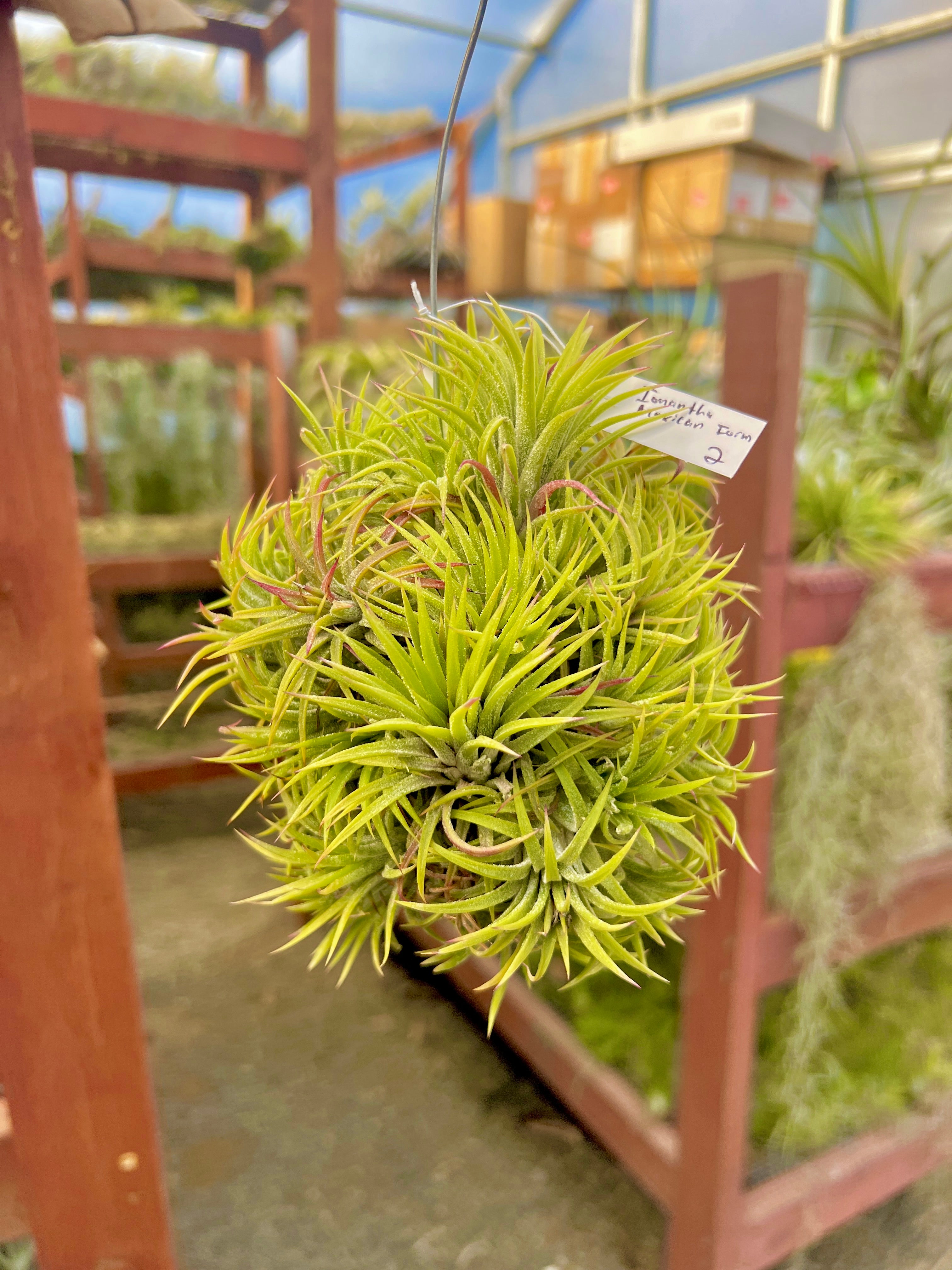 XL デンス イオナンタ 吊り下げ標本