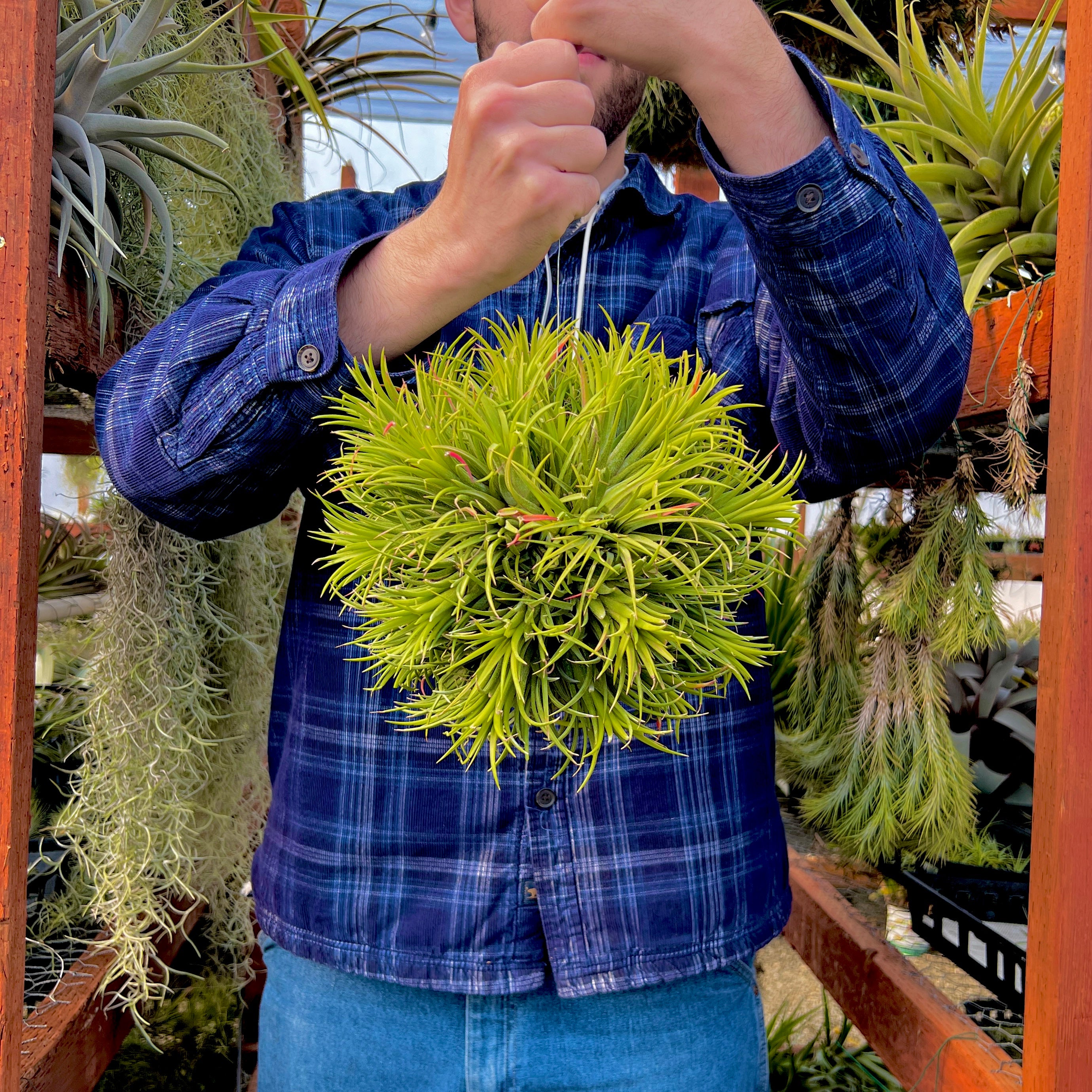 Large Dense Ionantha Hanging Specimen