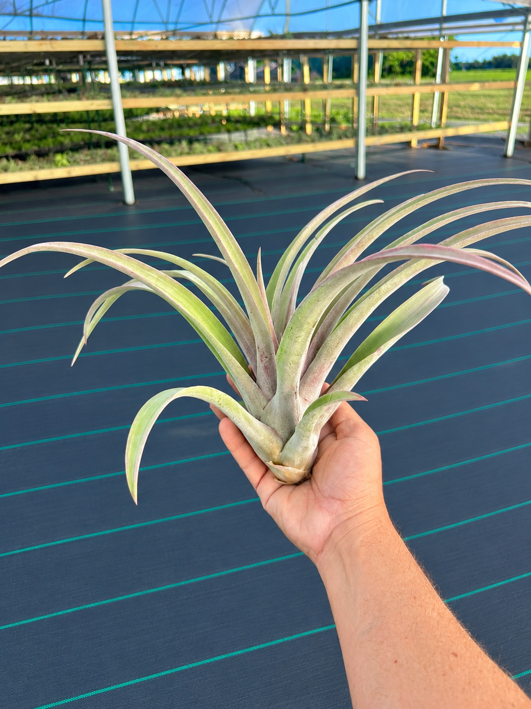 Chiapensis x Capitata Mexico