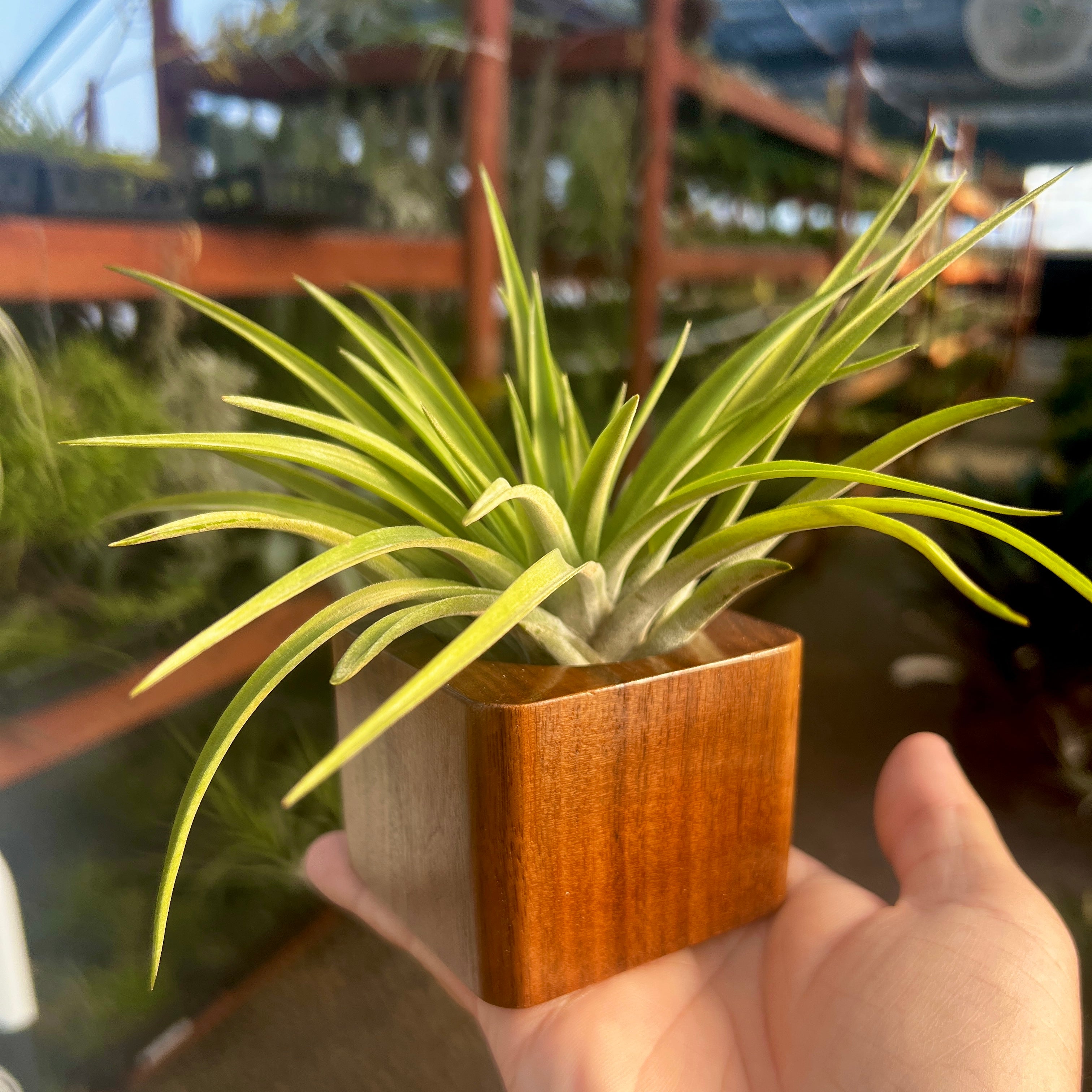 Hanging Urchin Air Plant Jellyfish