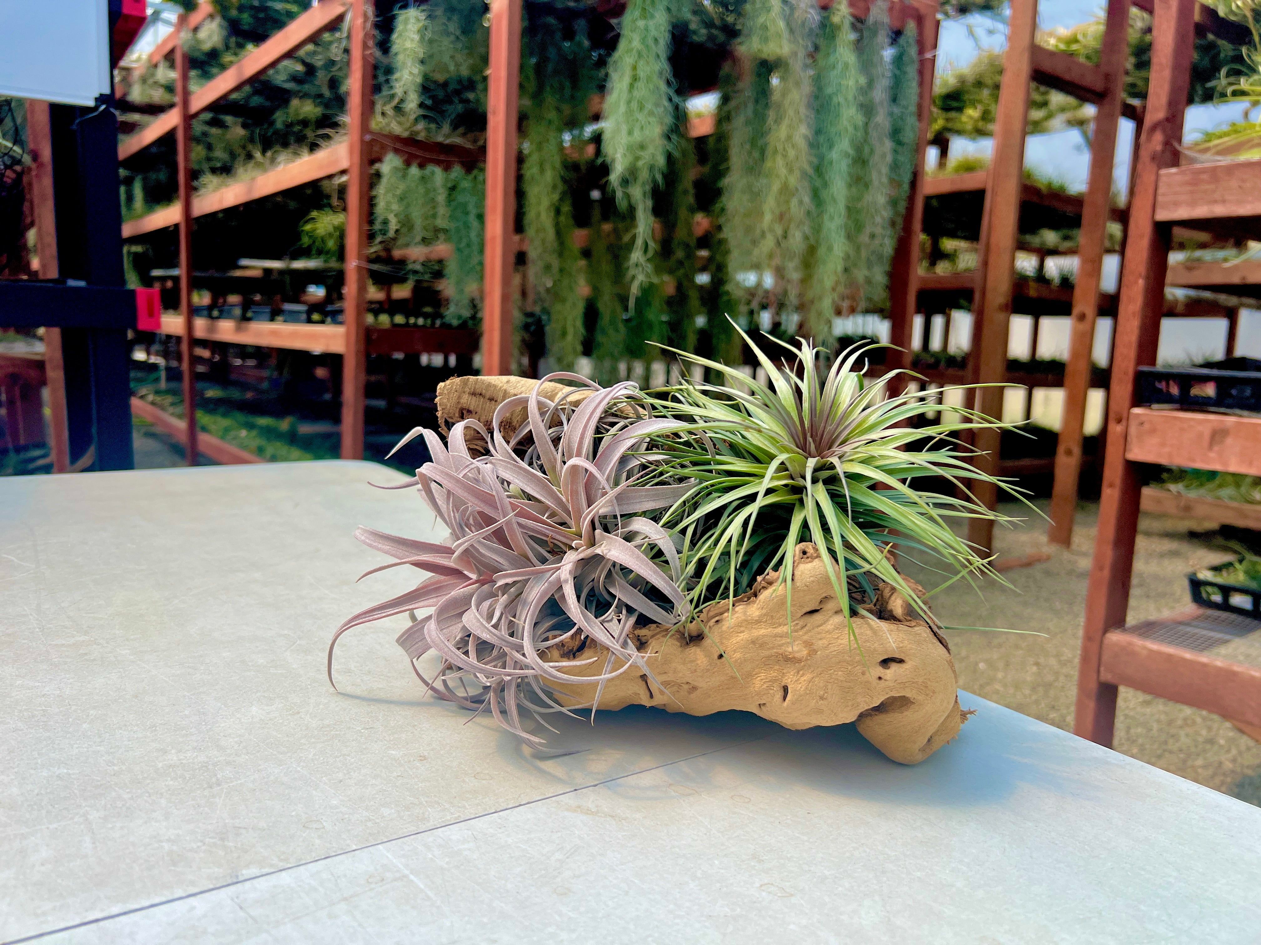 Air Plant + Accessories Mystery Box <br> LIMITED TIME SPECIAL DISCOUNT! <br> 5 Tiers Available
