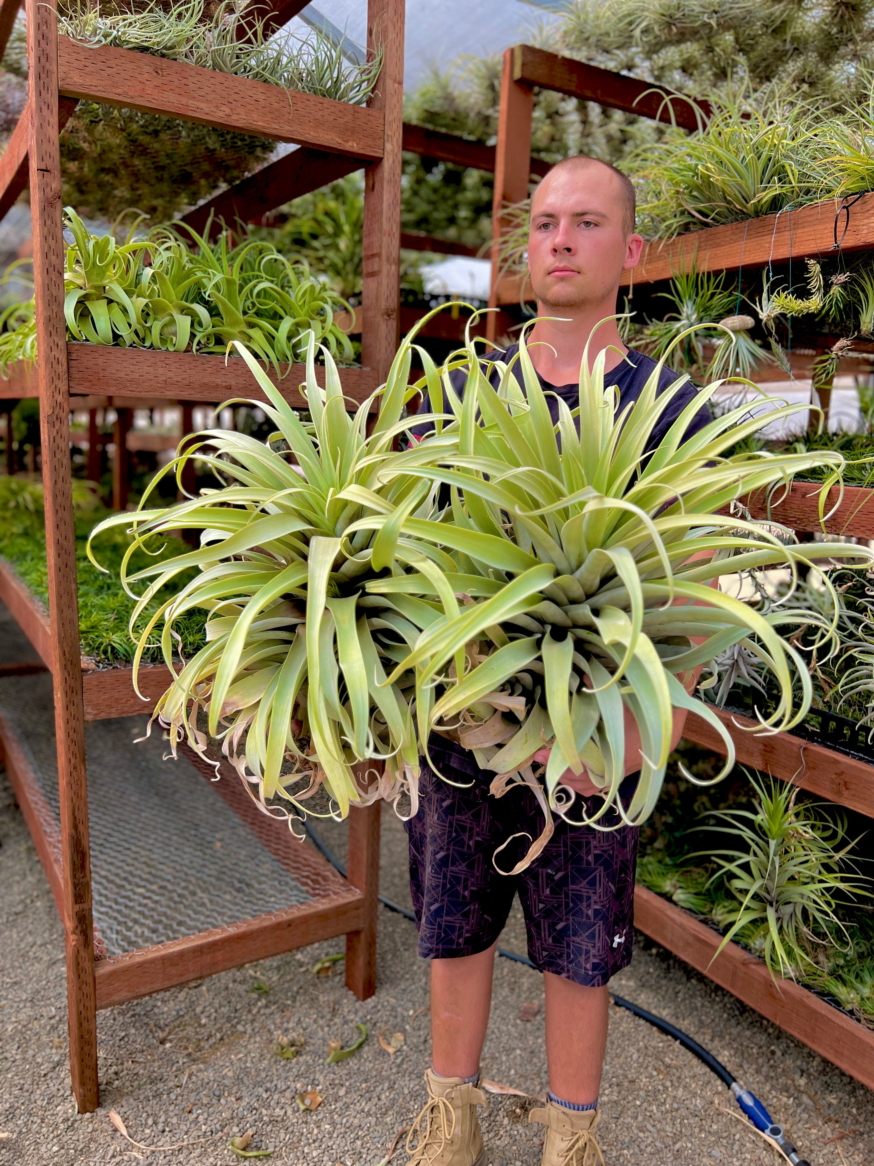 largest air plant Roseoscapa Curly Form XXL , (Our Largest Air Plant For Sale!)