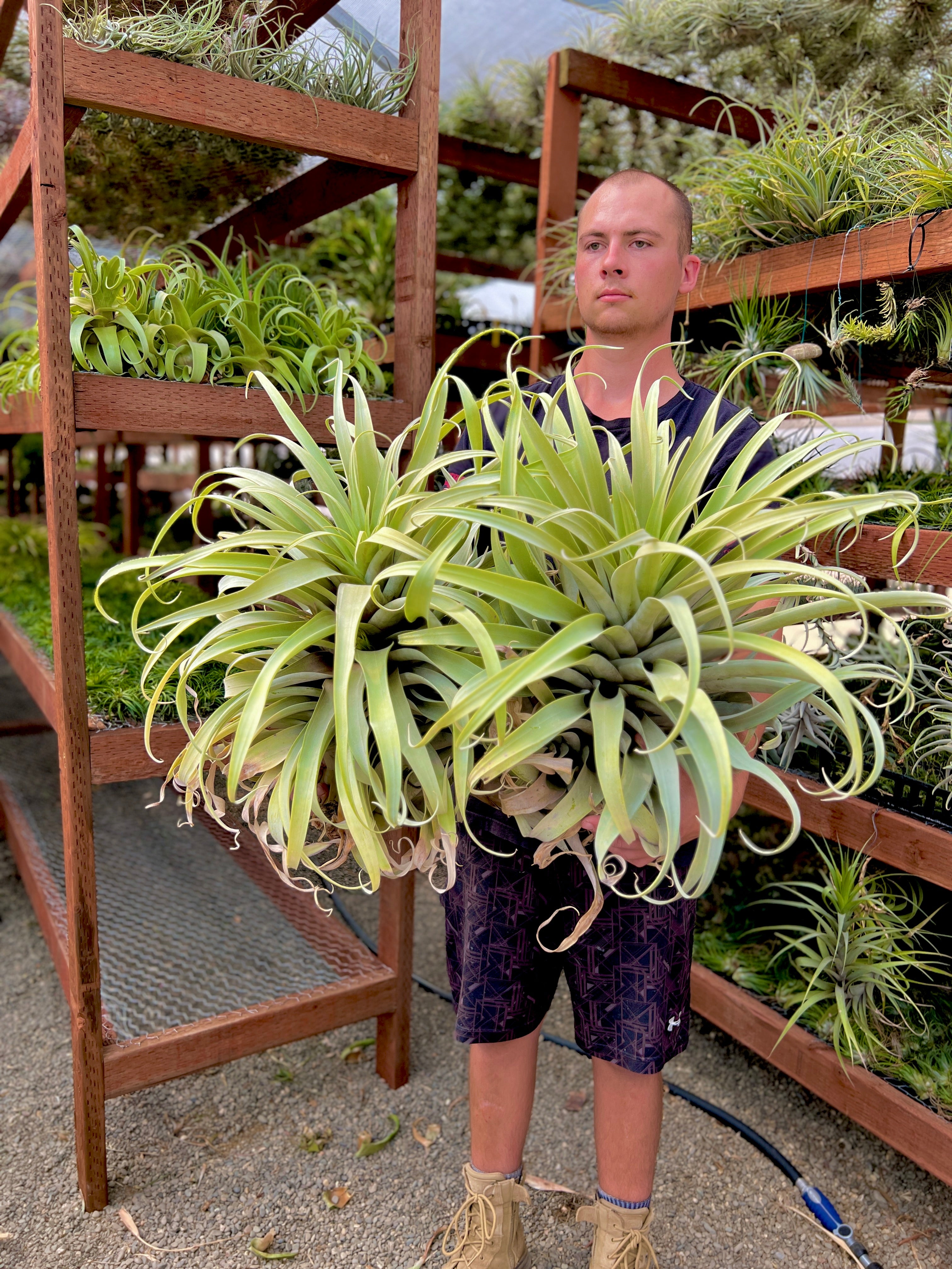 Roseoscapa Curly Form XXL GIANT <br> (Our Largest Air Plant For Sale!)