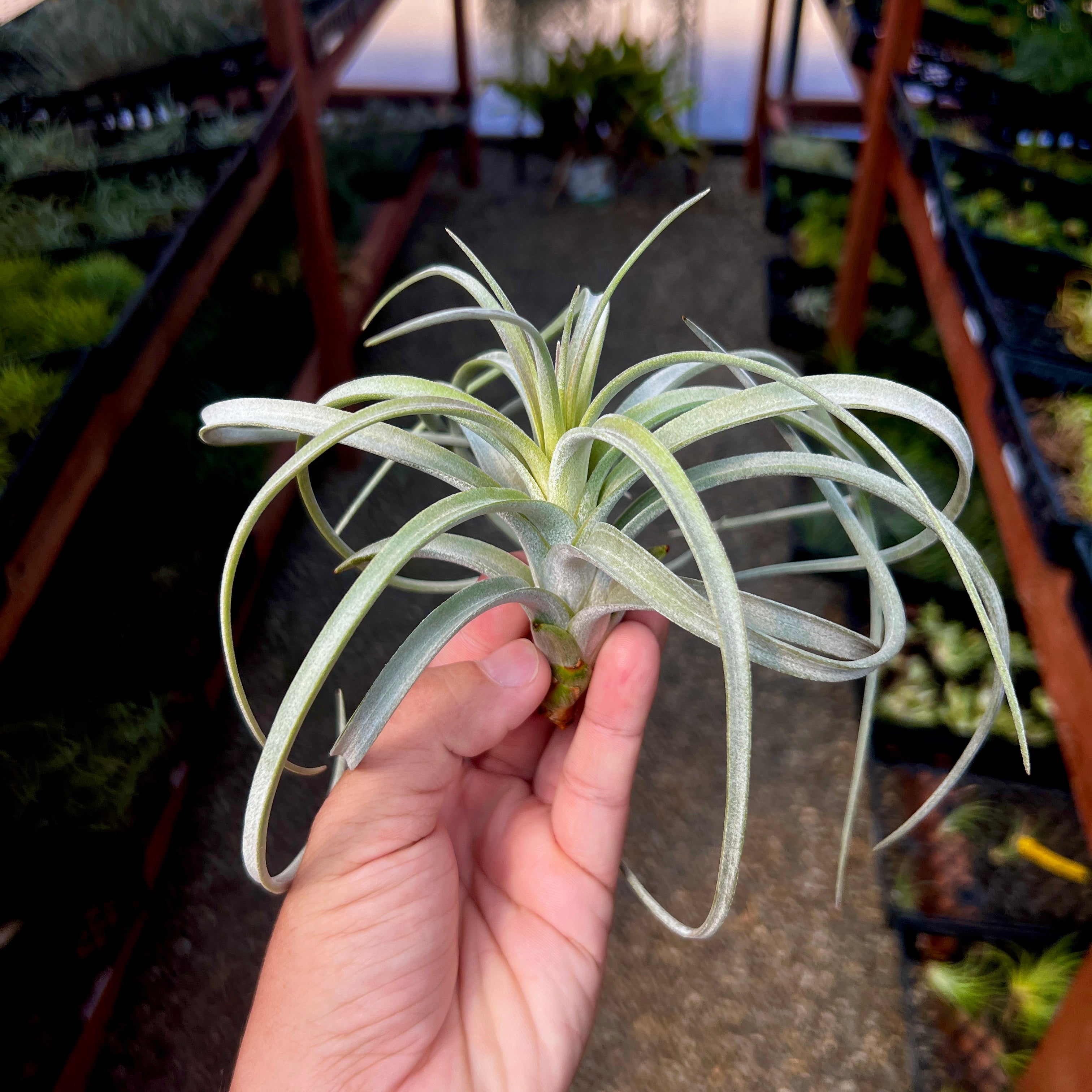 Tillandsia exserta x T.ionantha 'Ron' □エアプランツYC 観葉植物 花