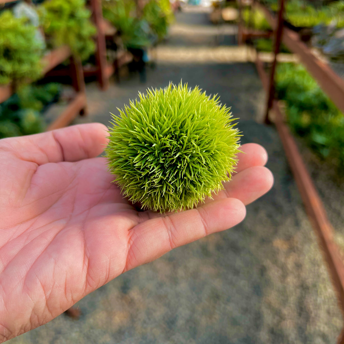Aeranthos teddy bear giant