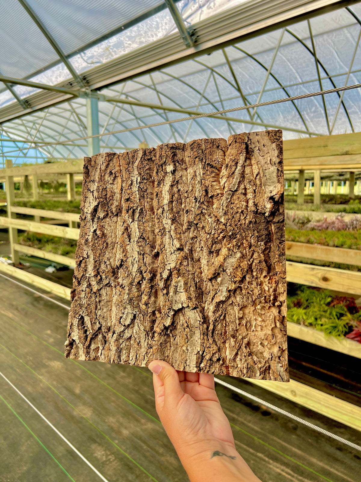 Virgin Cork Bark Flats (Large) <br> Perfect For Mounting Or Terrarium Backdrops