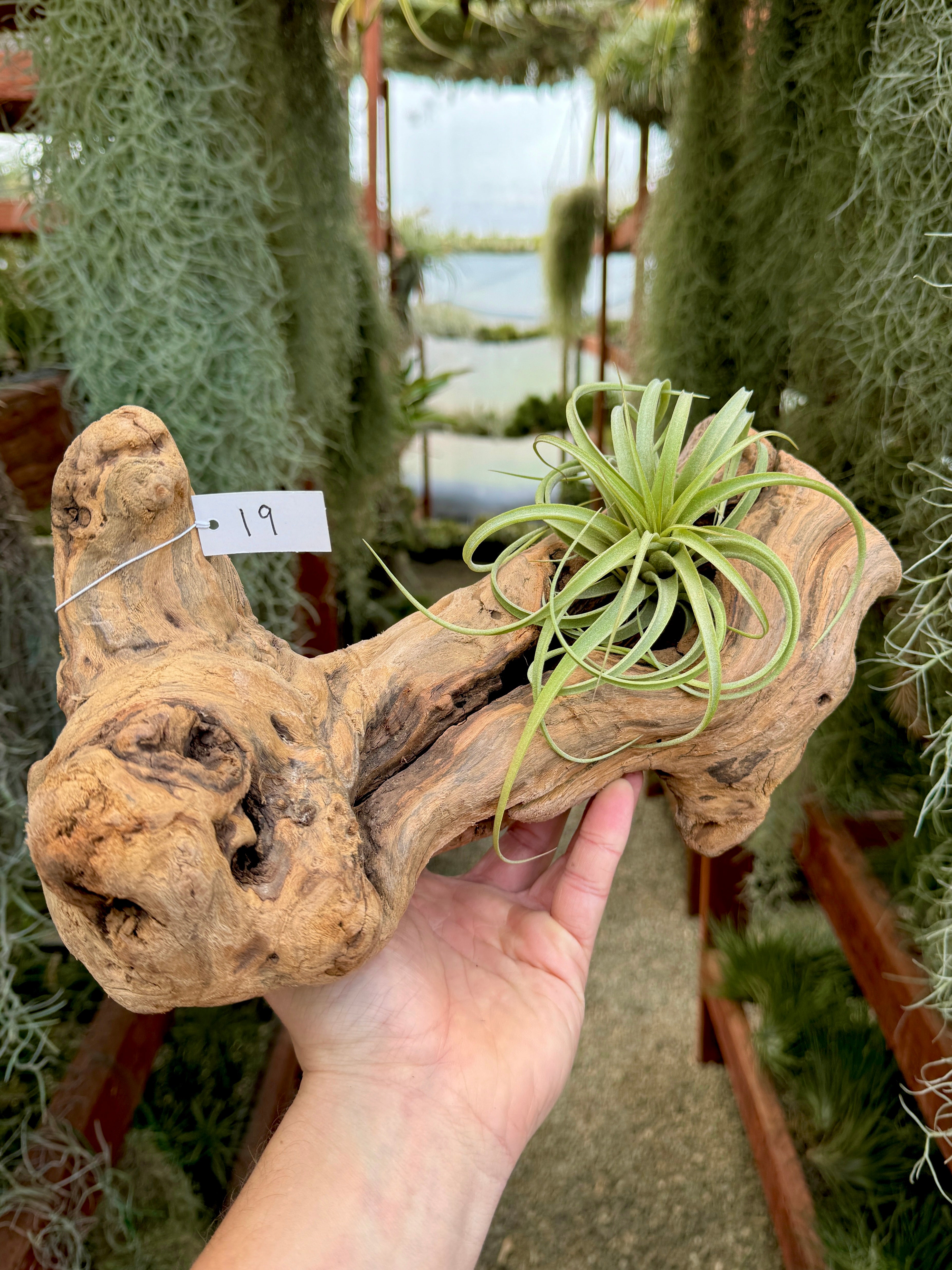 Grapewood Log + Premium Air Plant Display <br> (NEW Options Added 1/14/25)