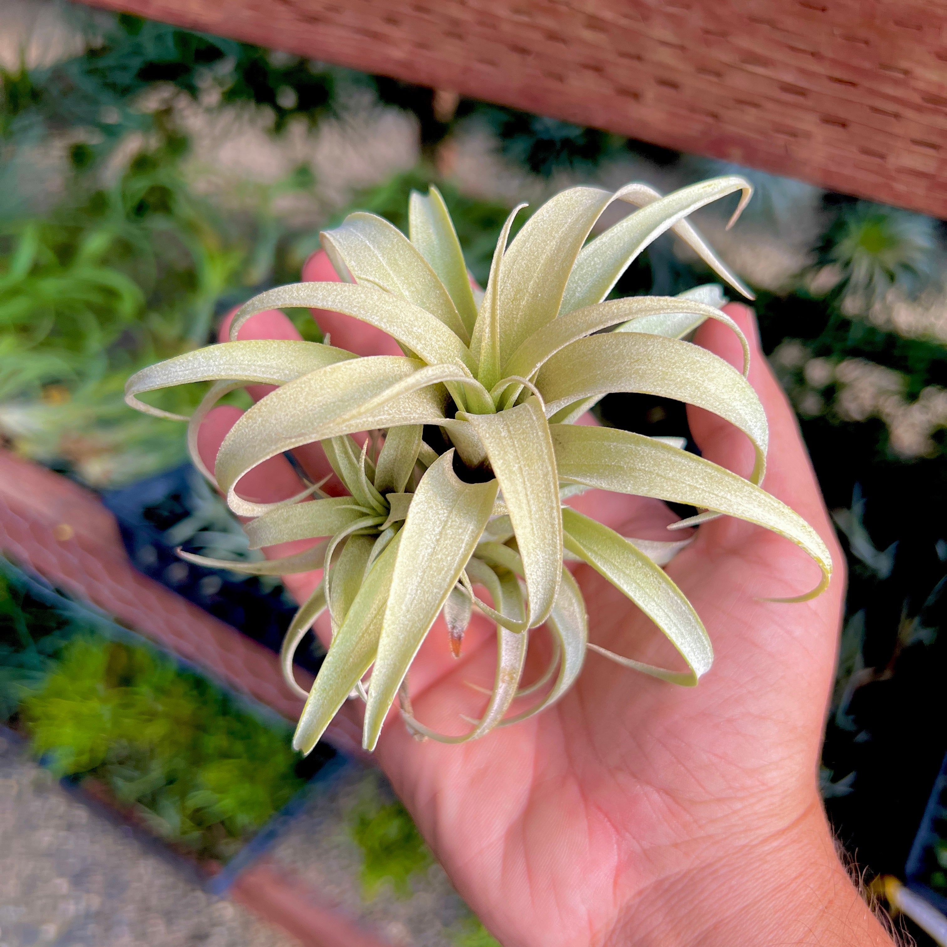 curly locks air plant Roseoscapa Curly Form (APH TOP PICK) Offset (Medium)