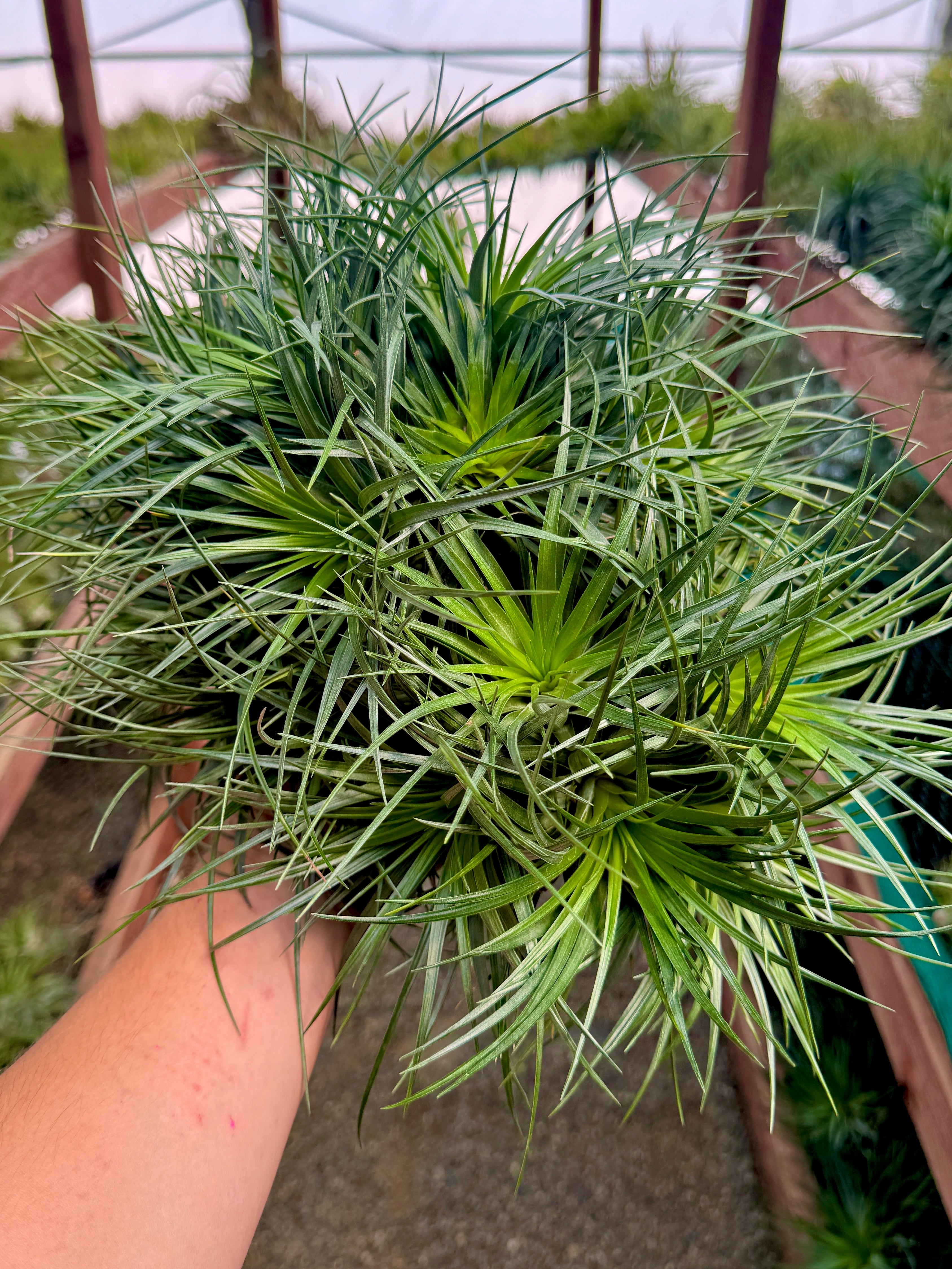 XXL Hybrid Air Plant Clumps <br> (Exact Plant Pictured!)