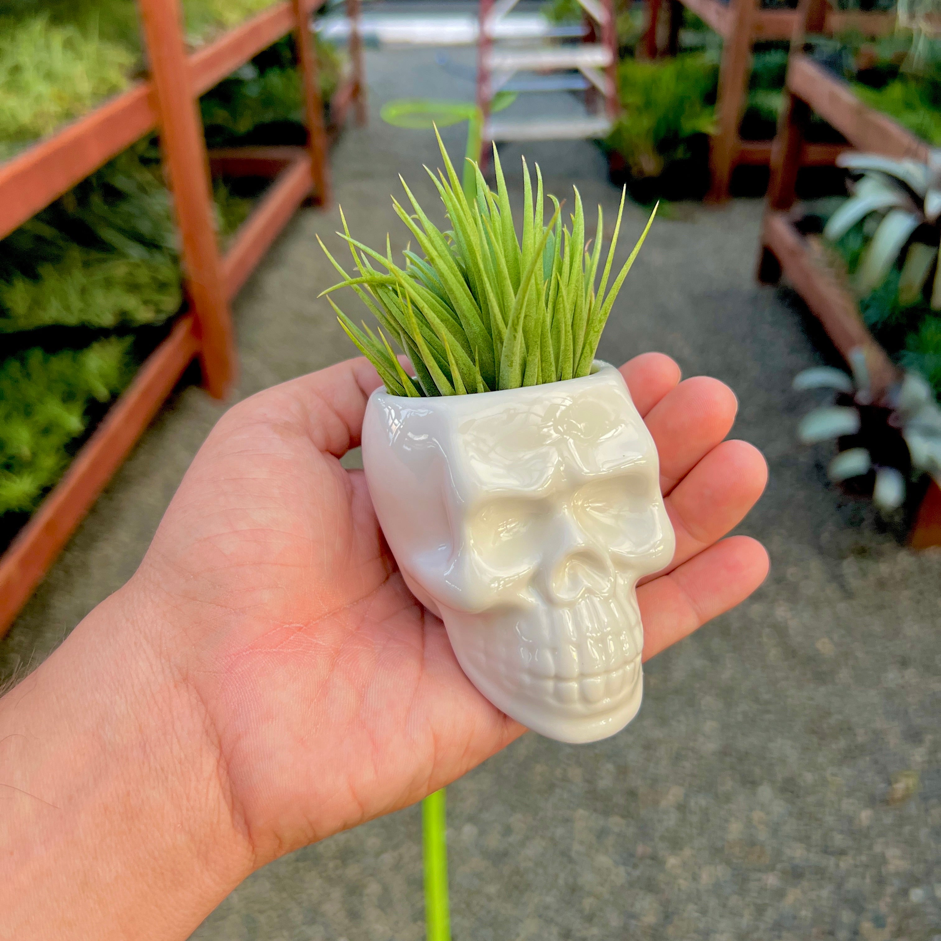 White Skull Ceramic Air Plant Holder <br> (Holder + Air Plant Combo)