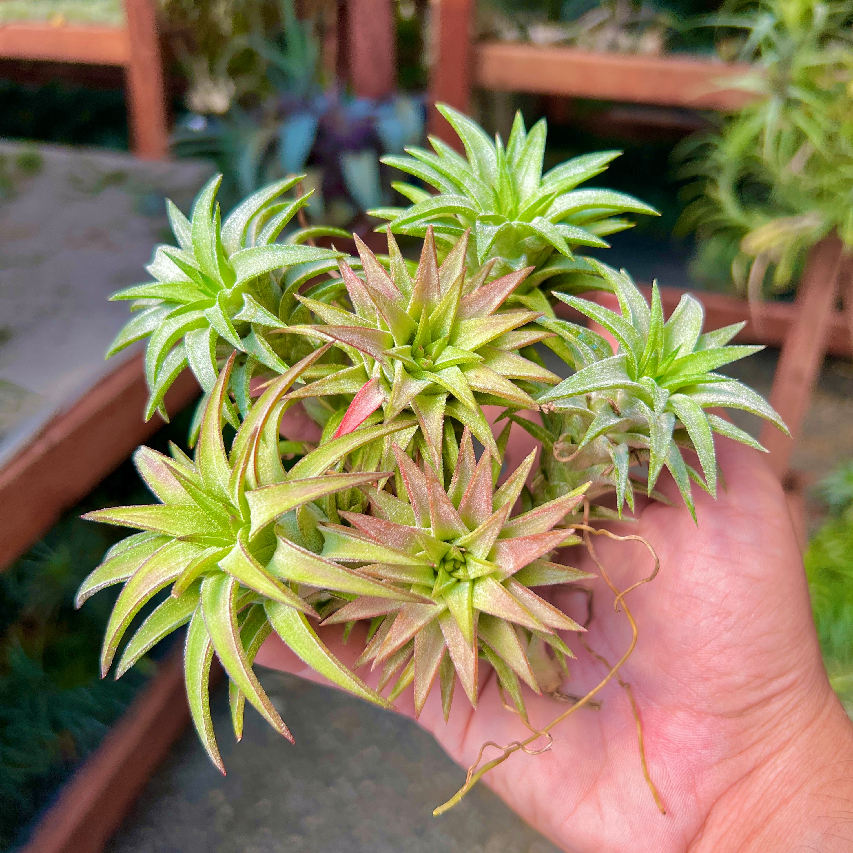 Ionantha Vanhyningii Jumbo – Air Plant Hub