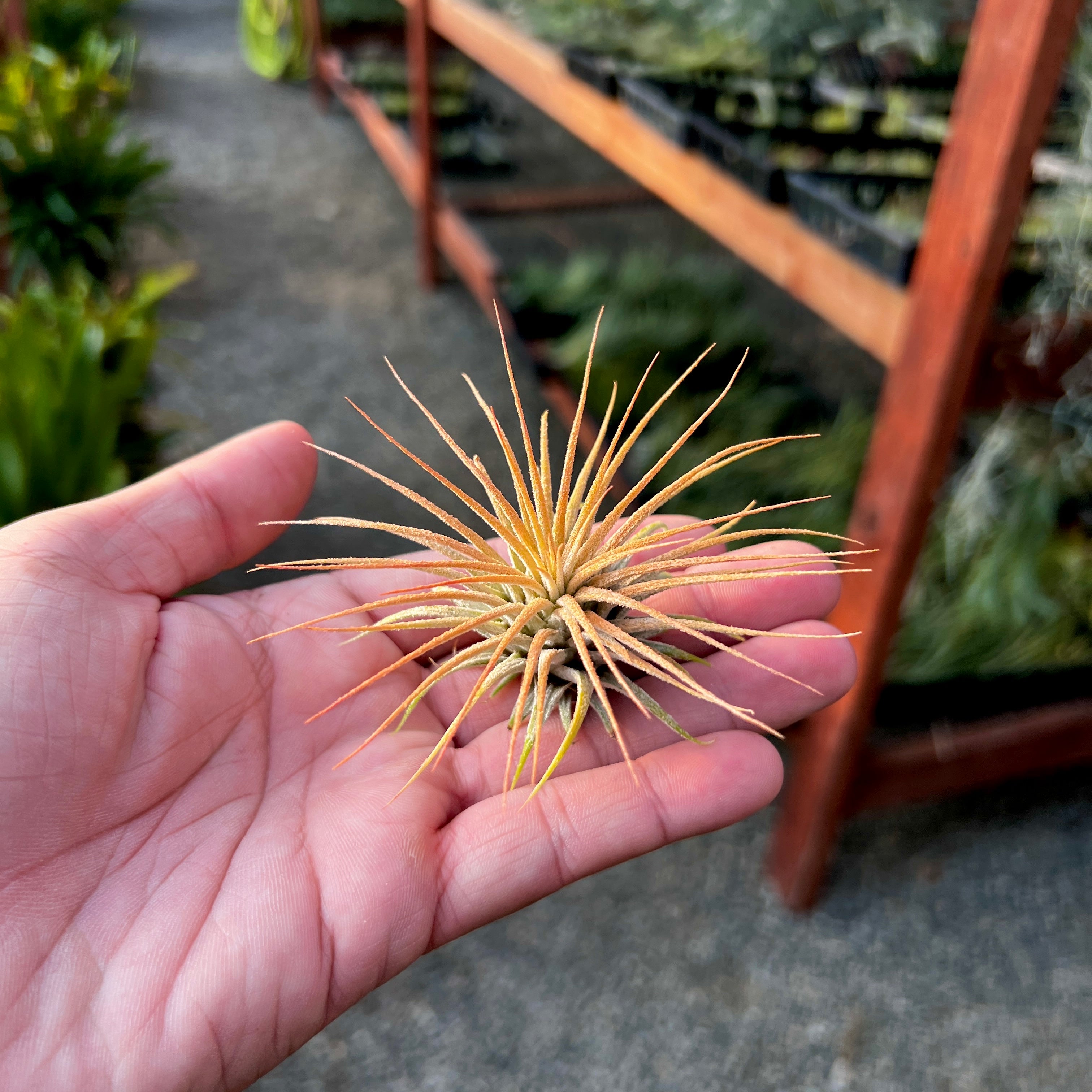 Wholesale Ionantha Sunset Orange (MINIMUM ORDER 5)